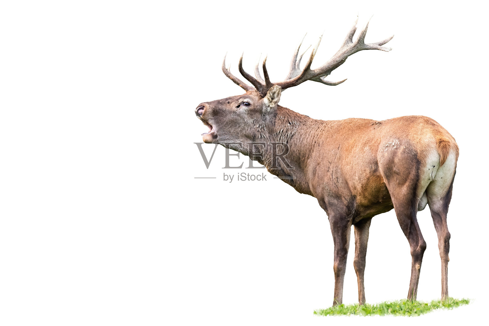 马鹿，鹿角咆哮的雄鹿孤立在白色上照片摄影图片