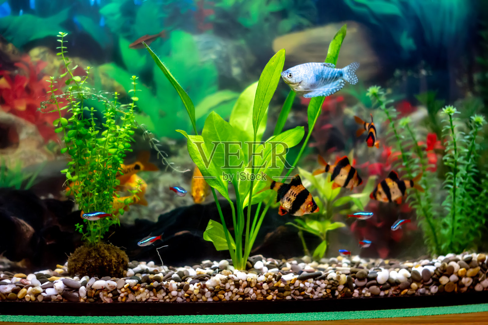 蓝色丝足鱼和棘球藻在家庭装饰水族馆照片摄影图片