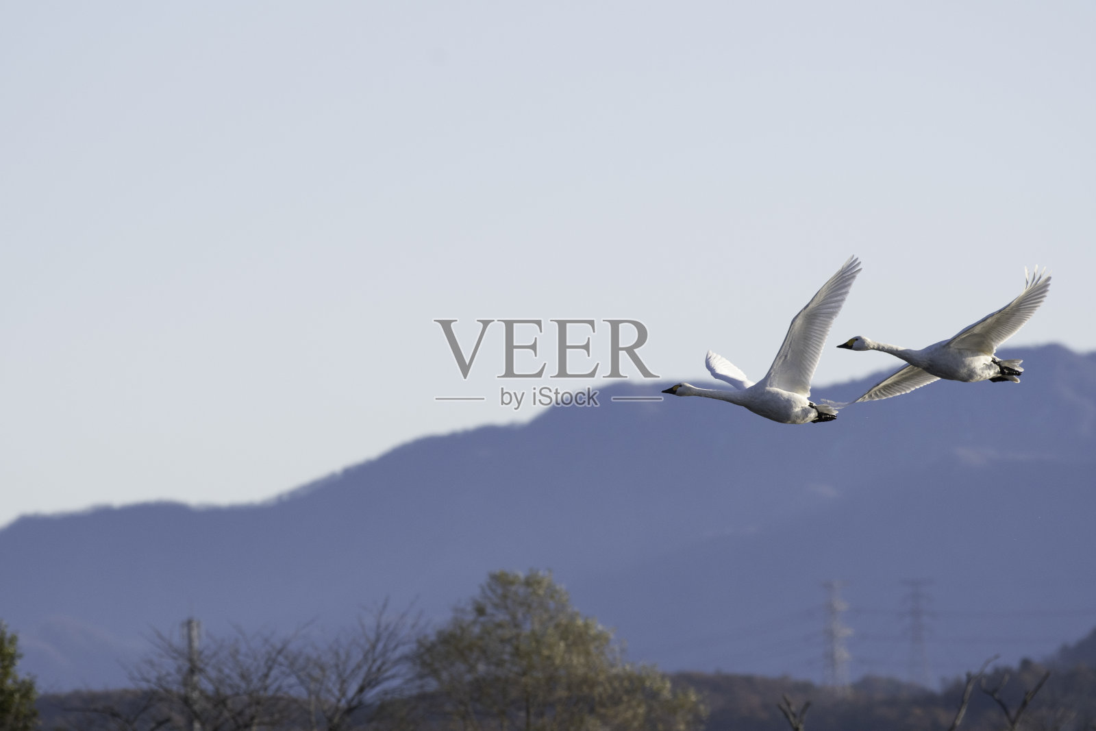 日本新泻县冰古湖上吹着口哨的天鹅照片摄影图片