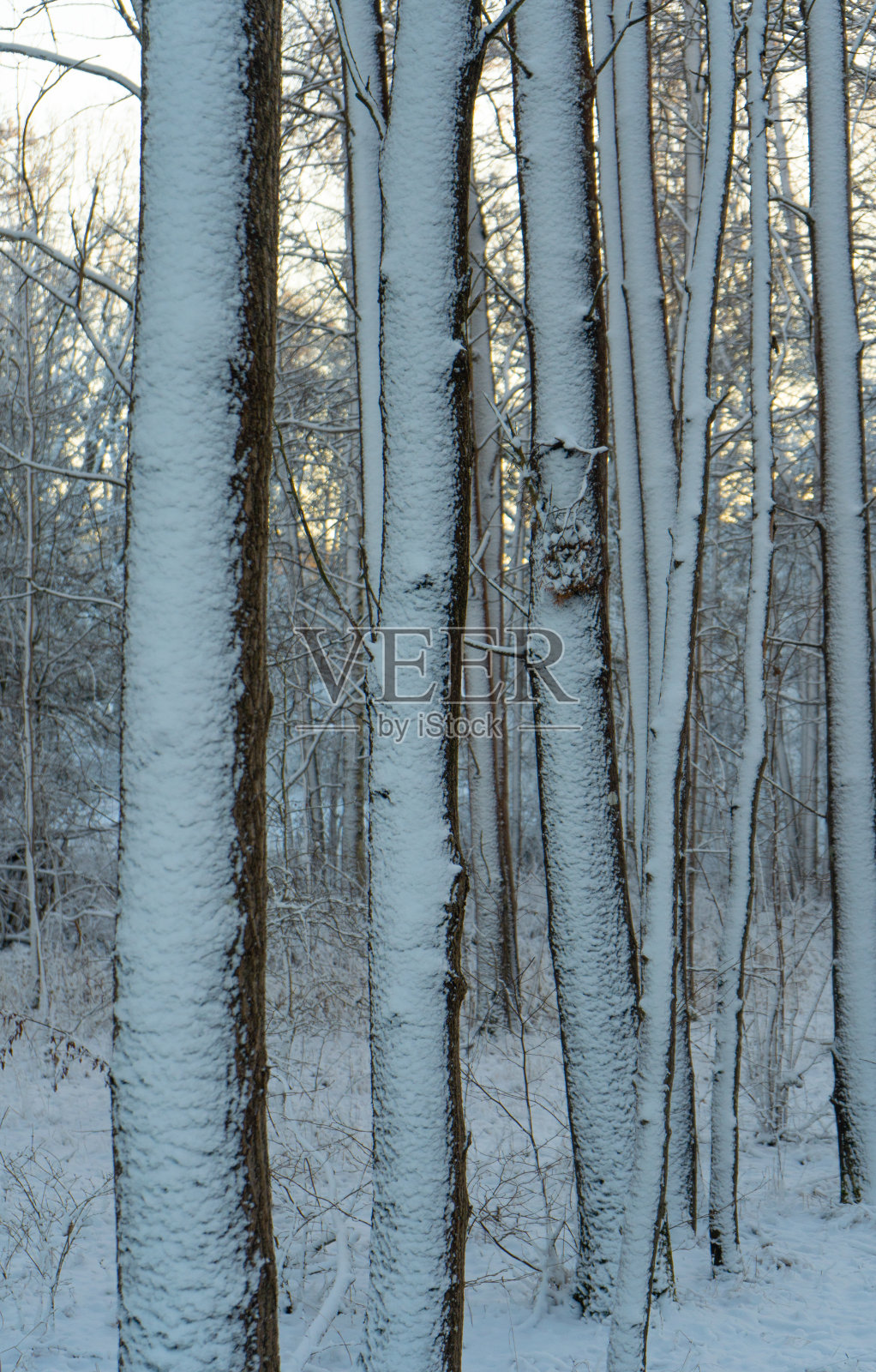 瑞典明亮的冬日。结霜的树和雪地。冬天在斯堪的纳维亚半岛。风景壁纸。自然照片摄影图片