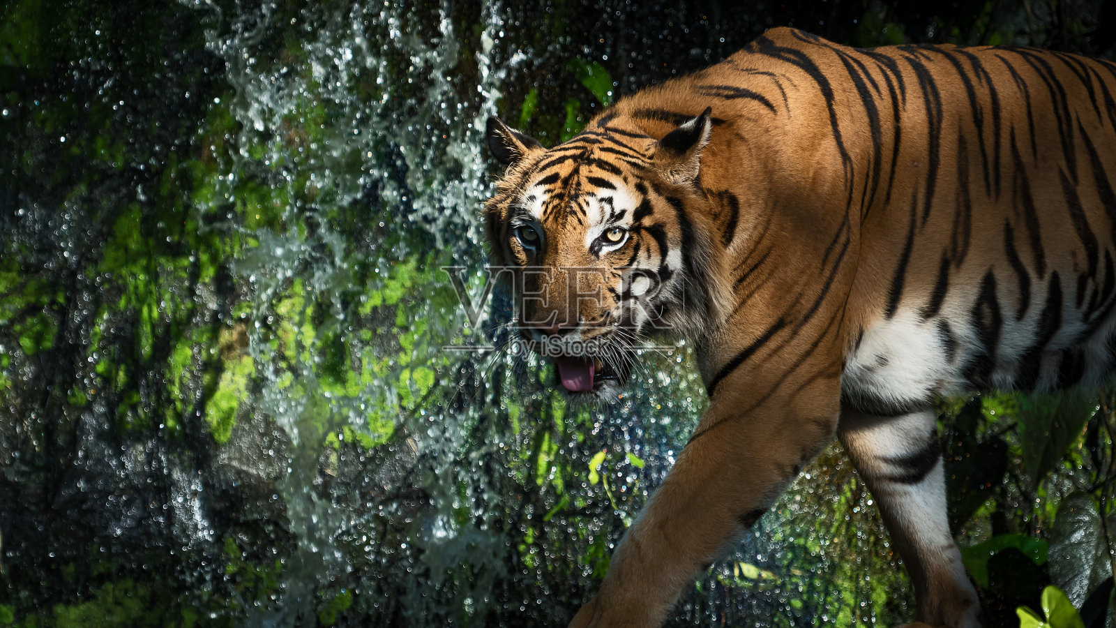 老虎自然的照片。照片摄影图片