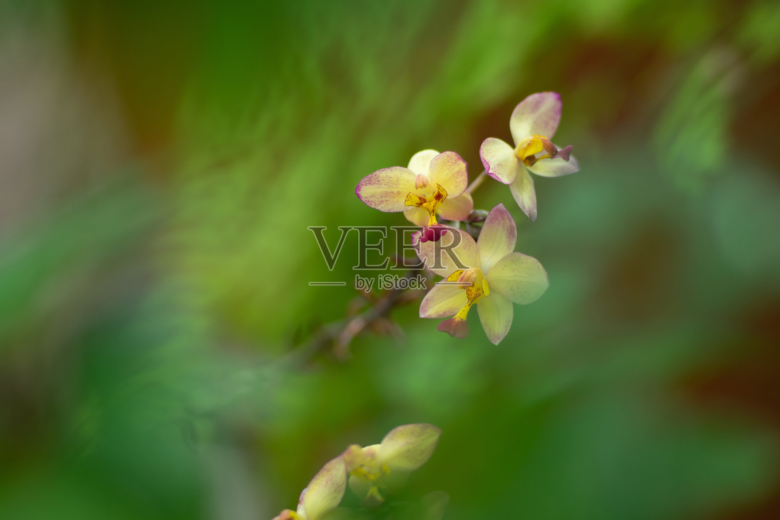 作为花背景的地兰或鸡血门兰照片摄影图片