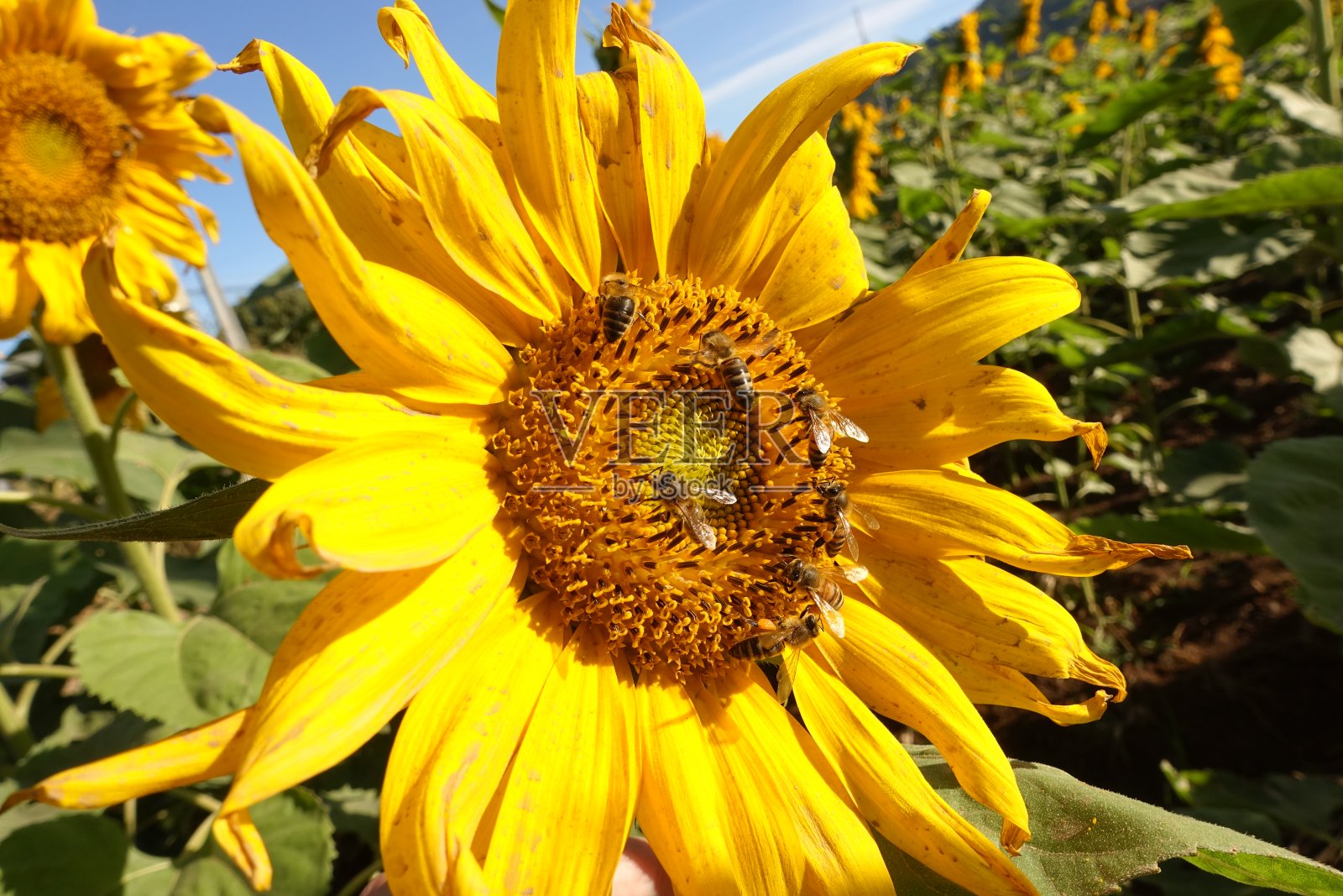 向日葵在田野里盛开。照片摄影图片