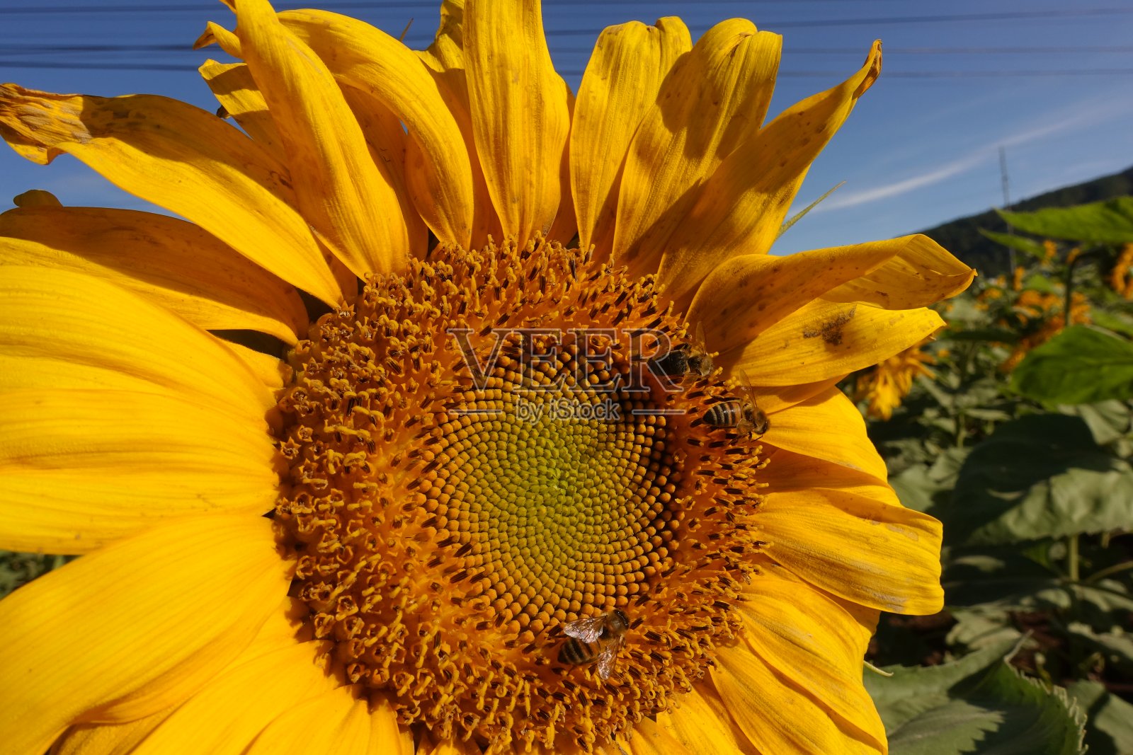 向日葵在田野里盛开。照片摄影图片