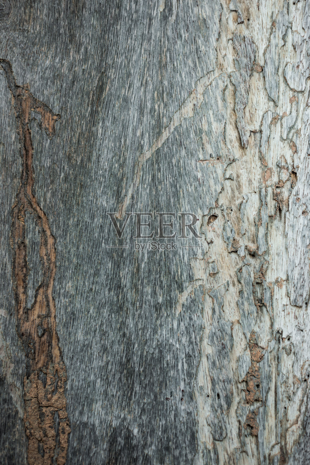 来自老木头的抽象背景，白蚁的痕迹照片摄影图片