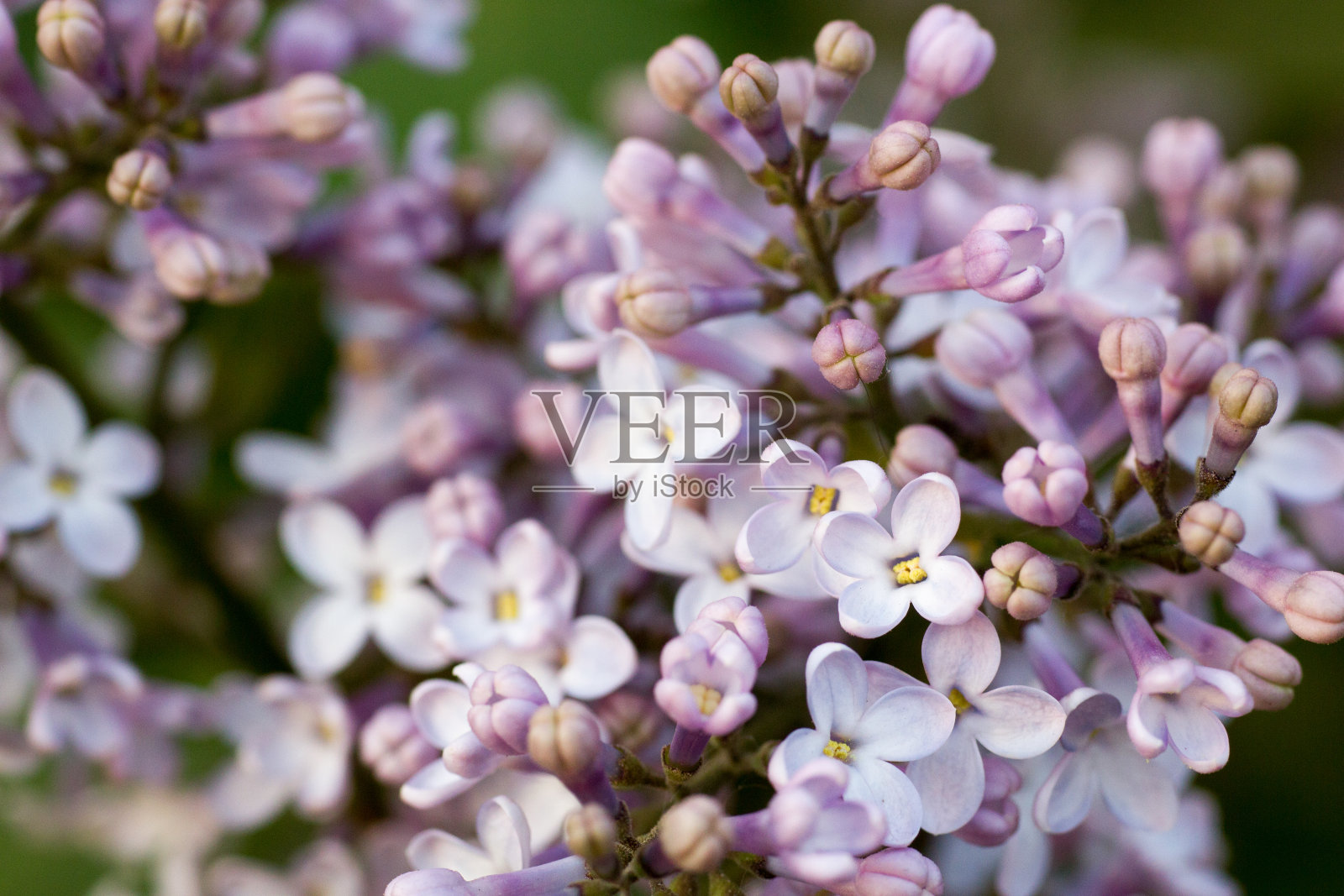 淡紫色的分支。树枝上的丁香花。丁香花，丁香花照片摄影图片