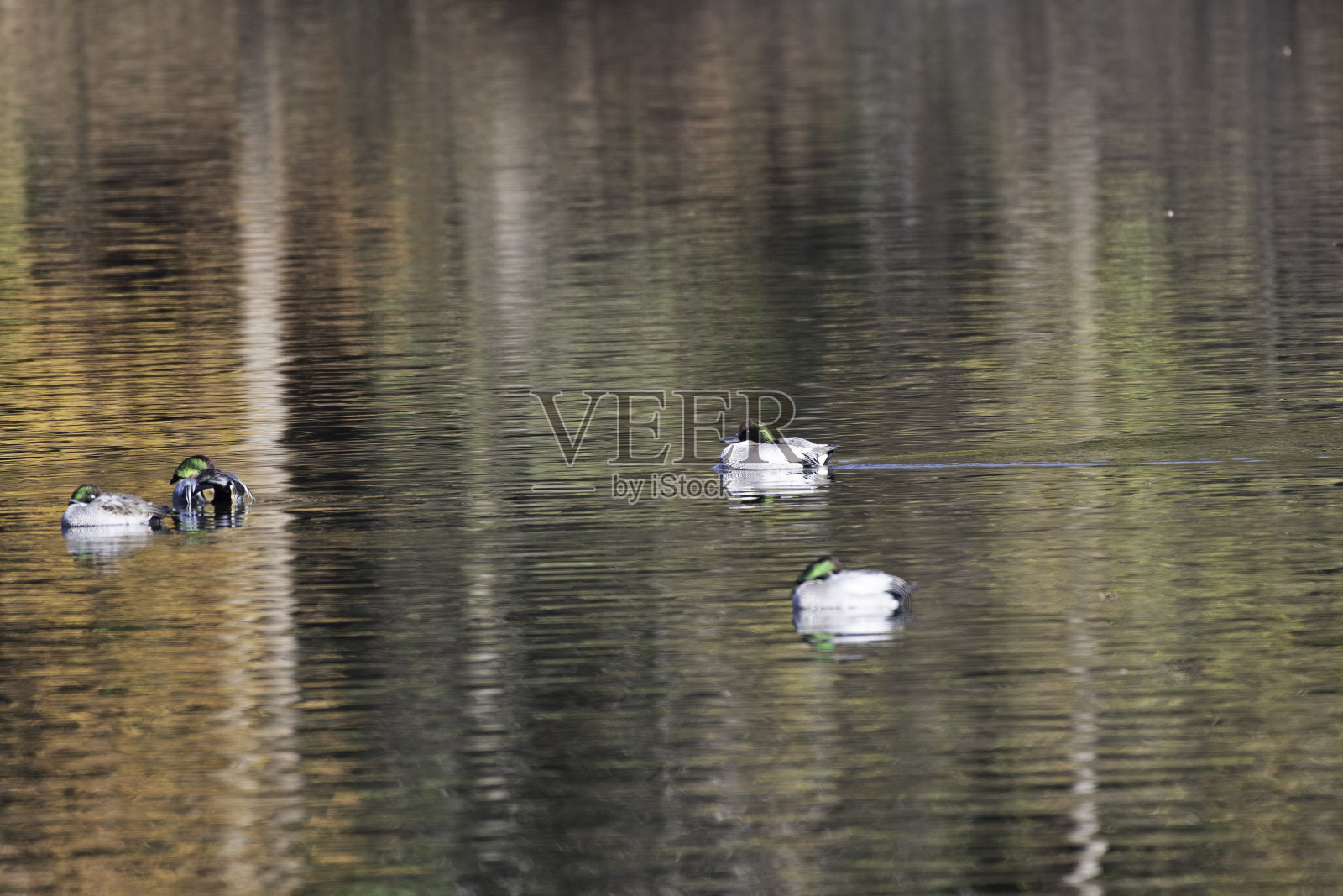 日本枥木县Moka市Igashira公园的锯齿形水鸭照片摄影图片