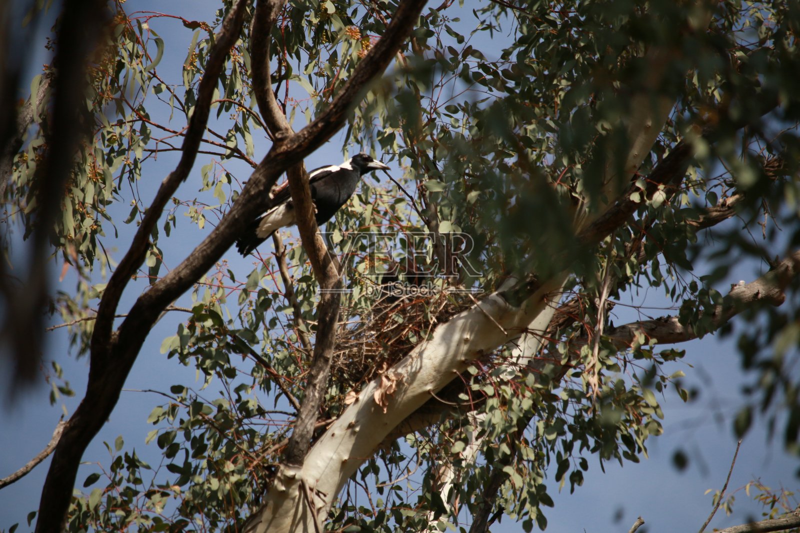 在澳大利亚乡村的一棵澳大利亚桉树上，本地的喜鹊妈妈正在照顾它的幼鸟照片摄影图片