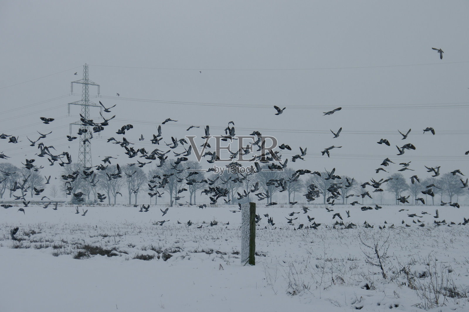 冬天里的一群鸽子照片摄影图片