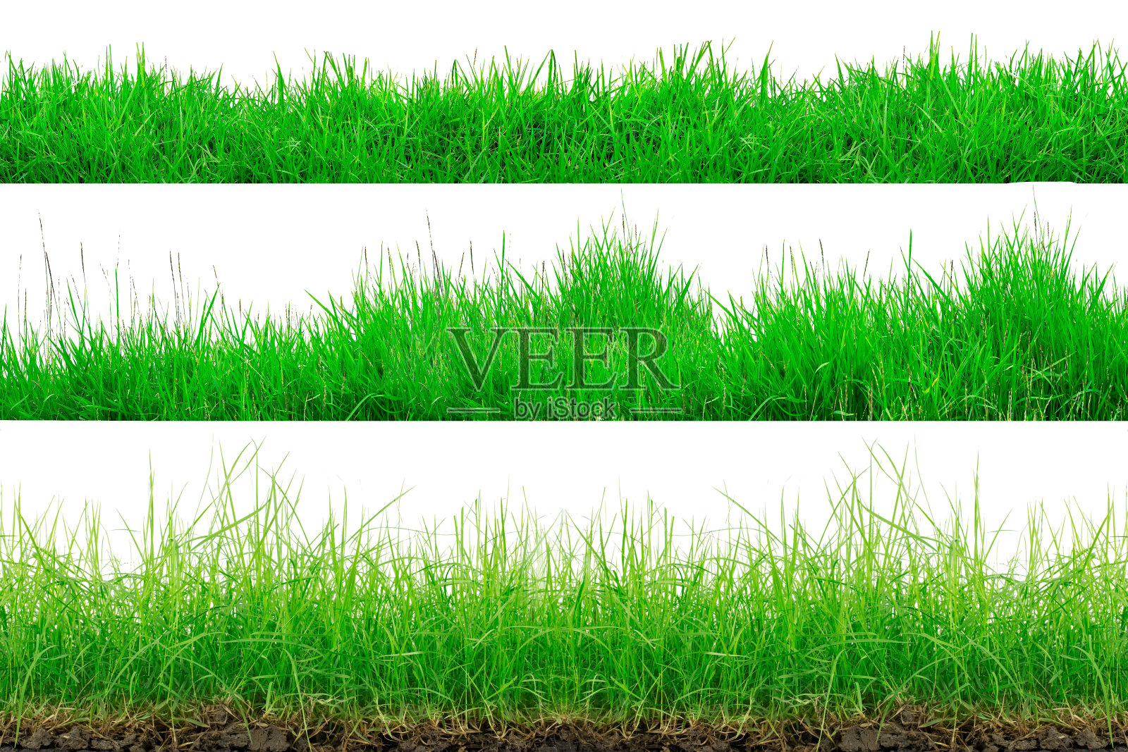 绿草边界孤立在白色背景上。收集的草。照片摄影图片