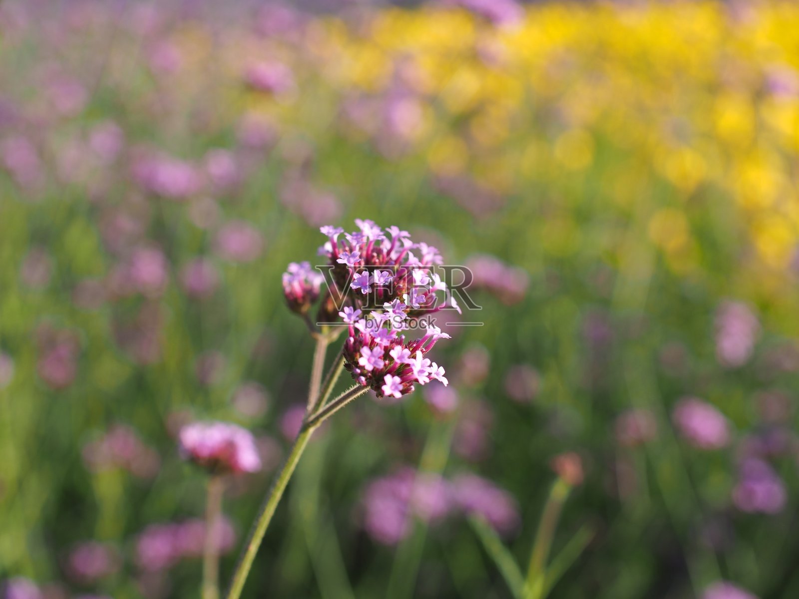 草的花照片摄影图片