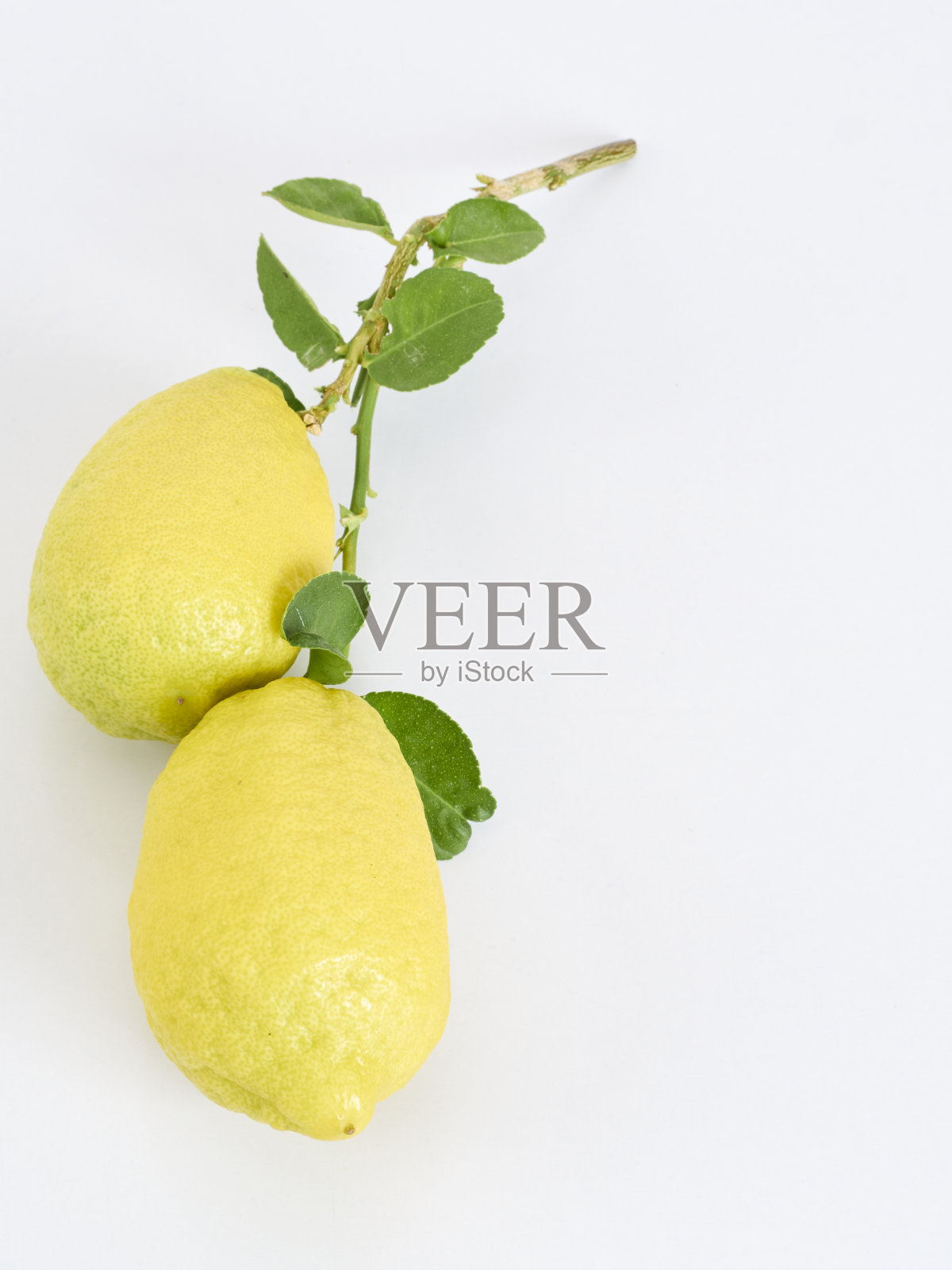 有机柠檬，叶子孤立在白色的地面上照片摄影图片