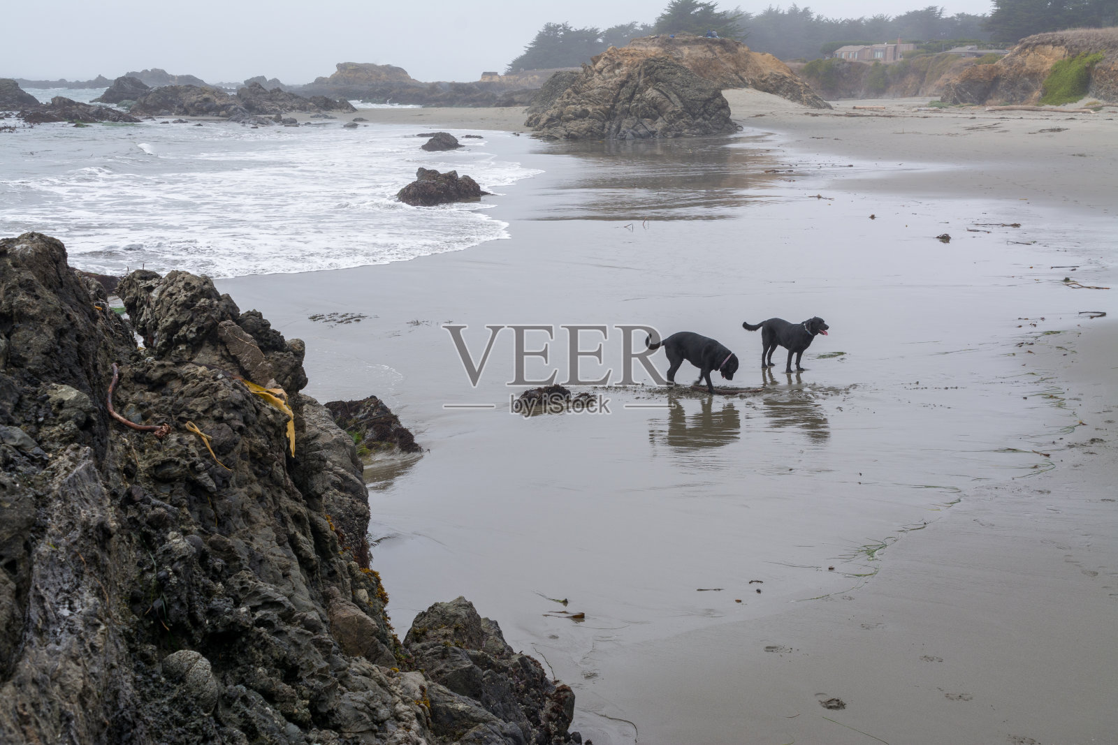 两只黑色的狗在海滩上阴郁地玩耍照片摄影图片