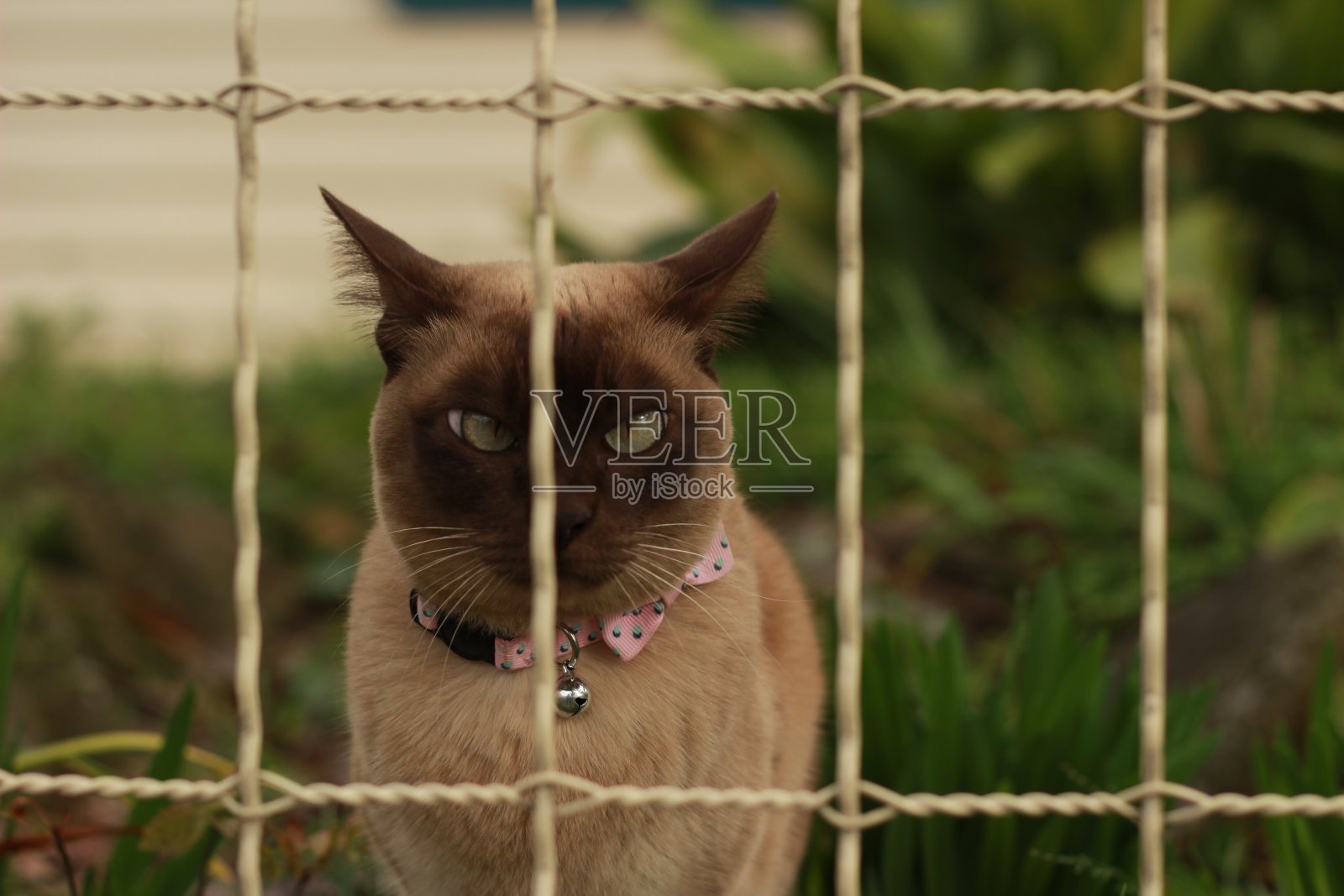 在澳大利亚乡村的一个阳光明媚的日子里，一只可爱而好奇的棕褐色缅甸猫在自家的前院里看着花园照片摄影图片