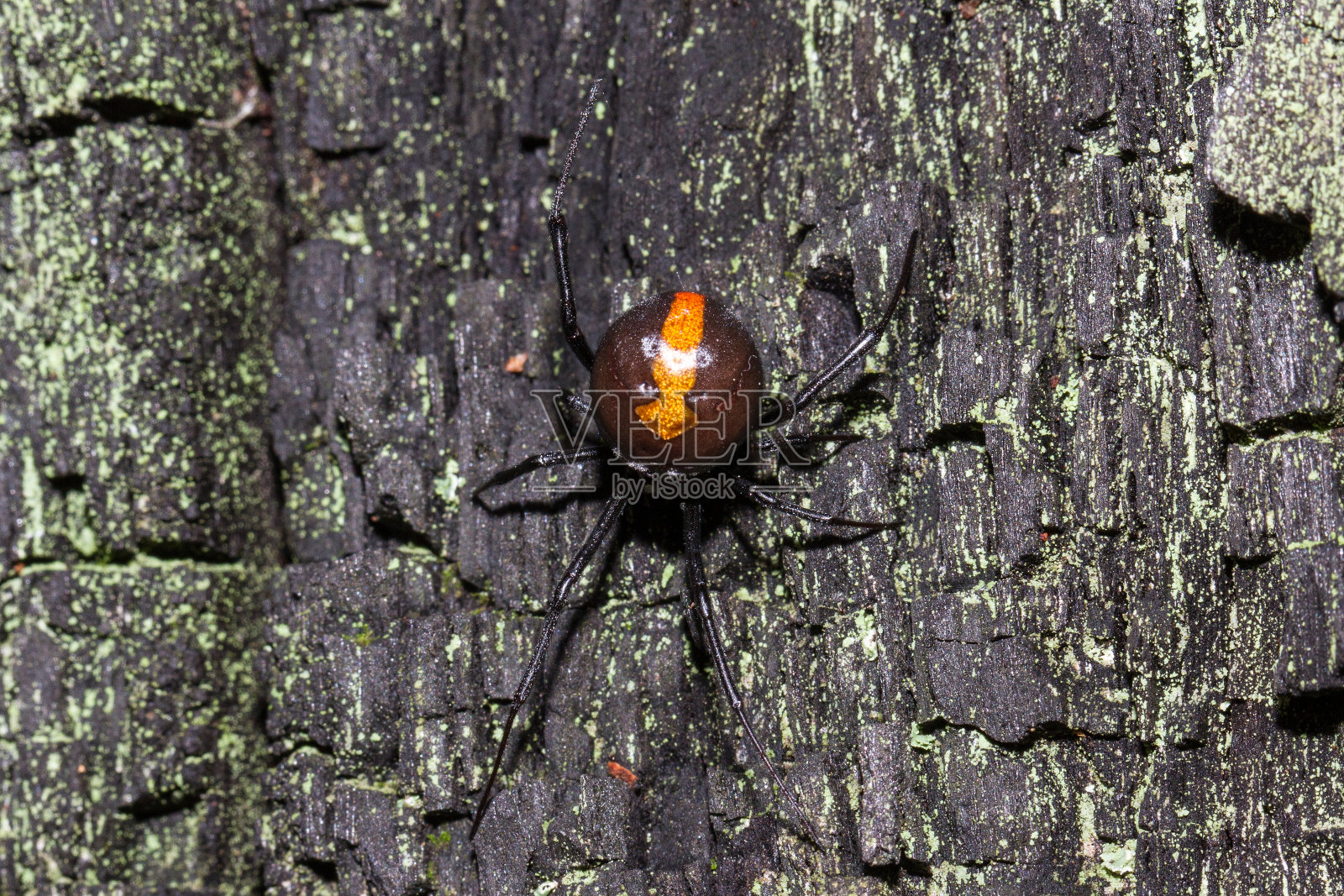 红背蜘蛛照片摄影图片