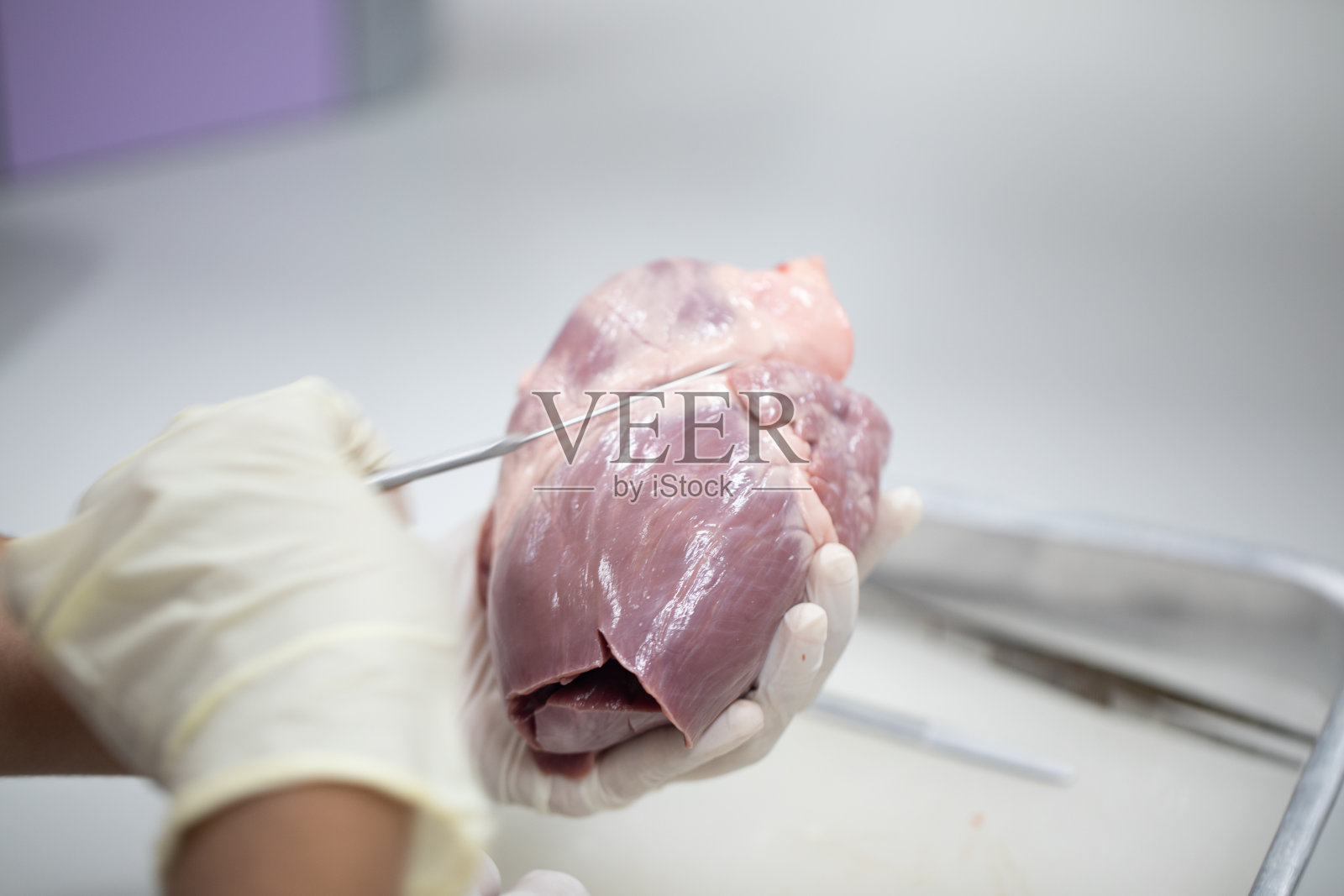 教育观念、实验室心脏解剖学和生理学。照片摄影图片