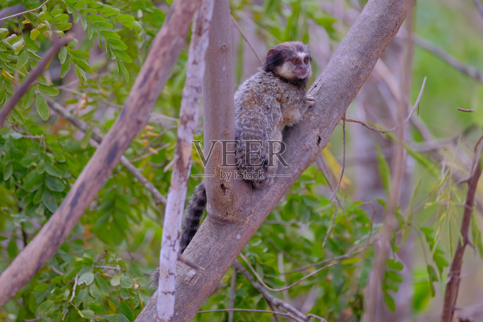 黑色簇毛狨猴，Callithrix Penicillata，坐在树上的树枝在Poco Encantado, Chapada Diamantina，巴西巴伊亚照片摄影图片