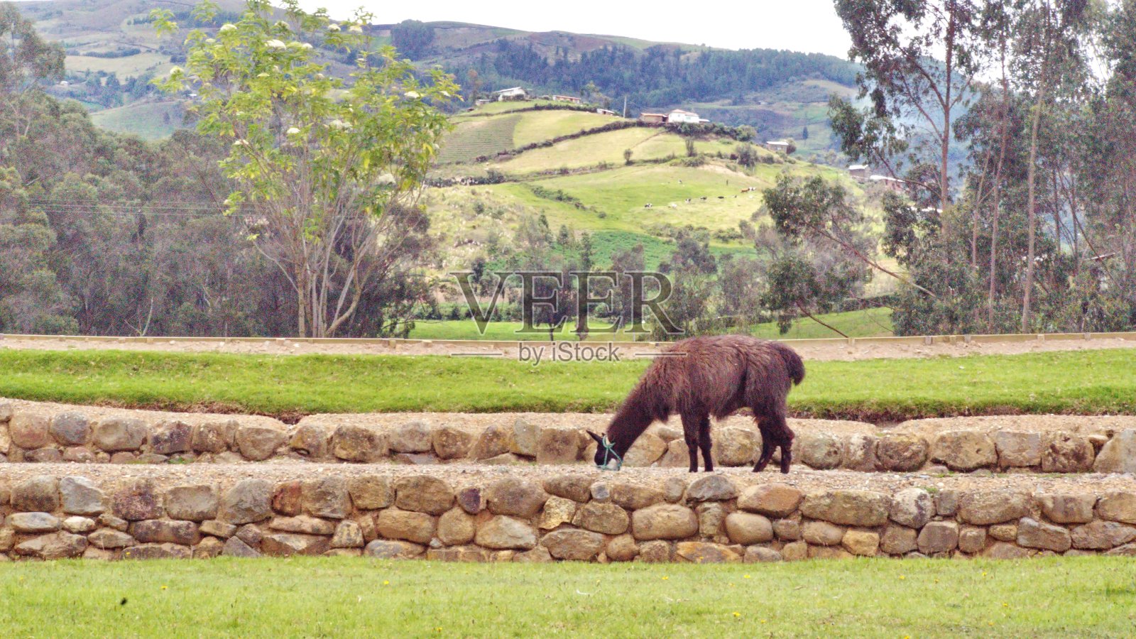 叫做grazing照片摄影图片