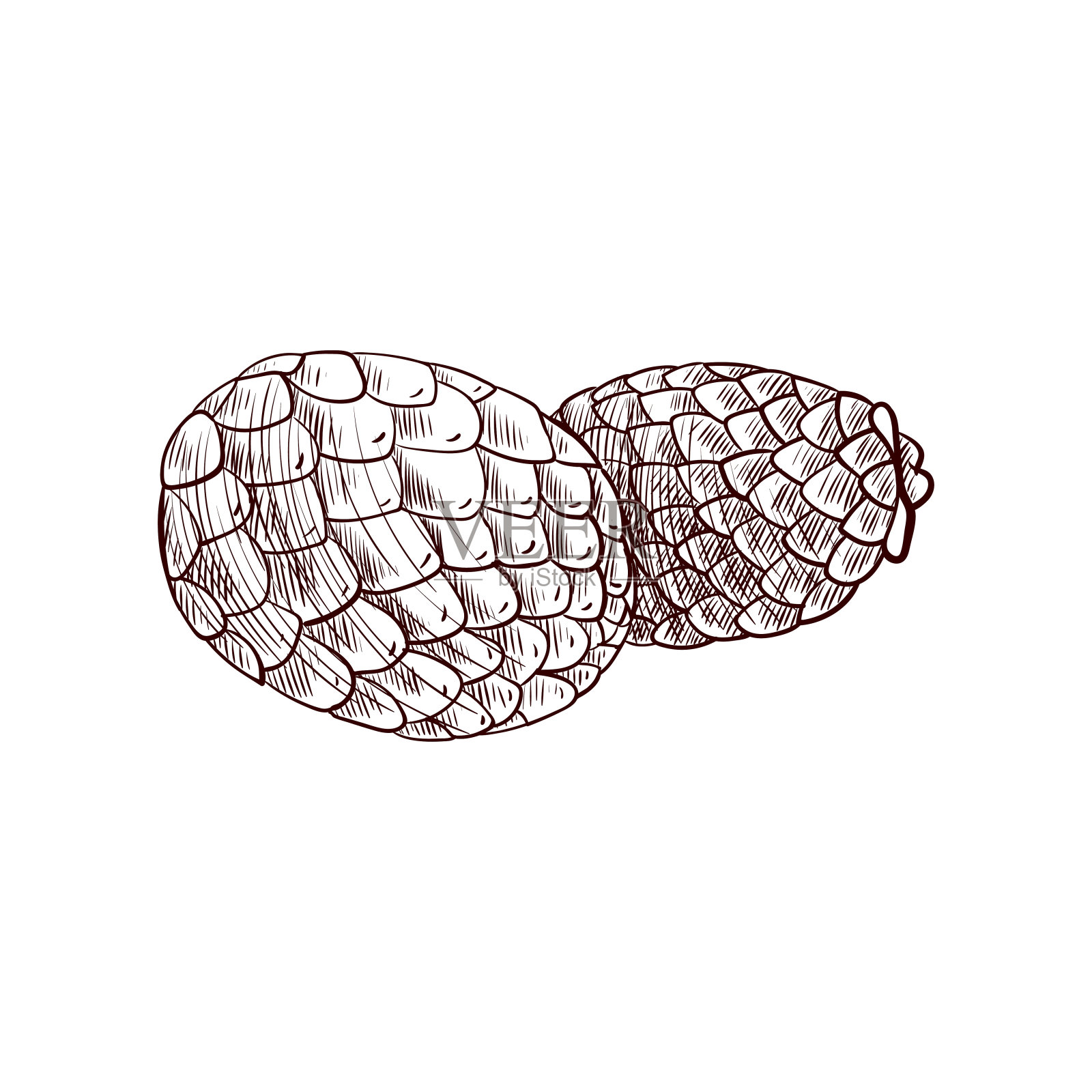 矢量图buriti插画图片素材