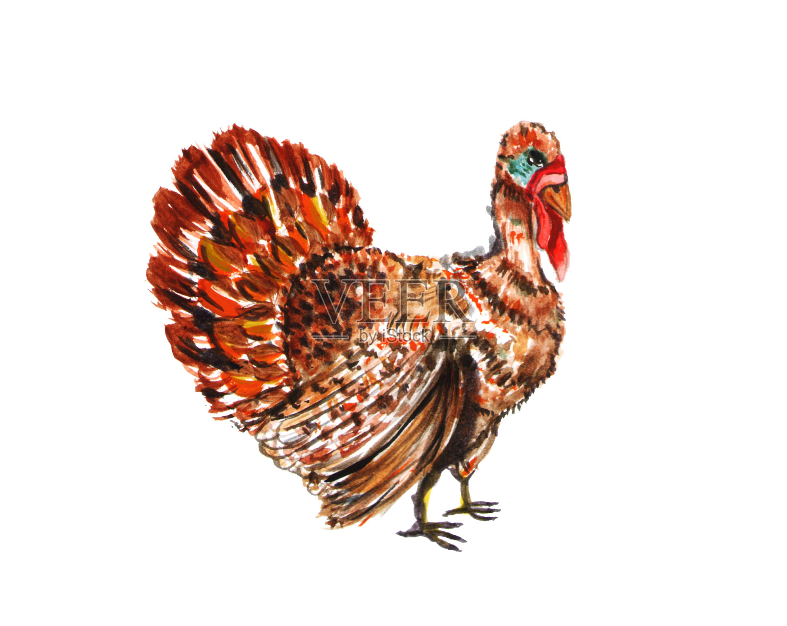 火鸡公鸡手绘插图水彩卡通风格。插画图片素材