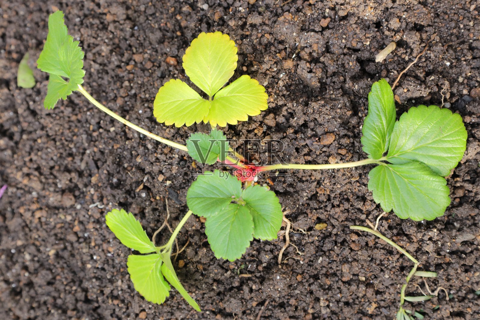 种植草莓苗照片摄影图片