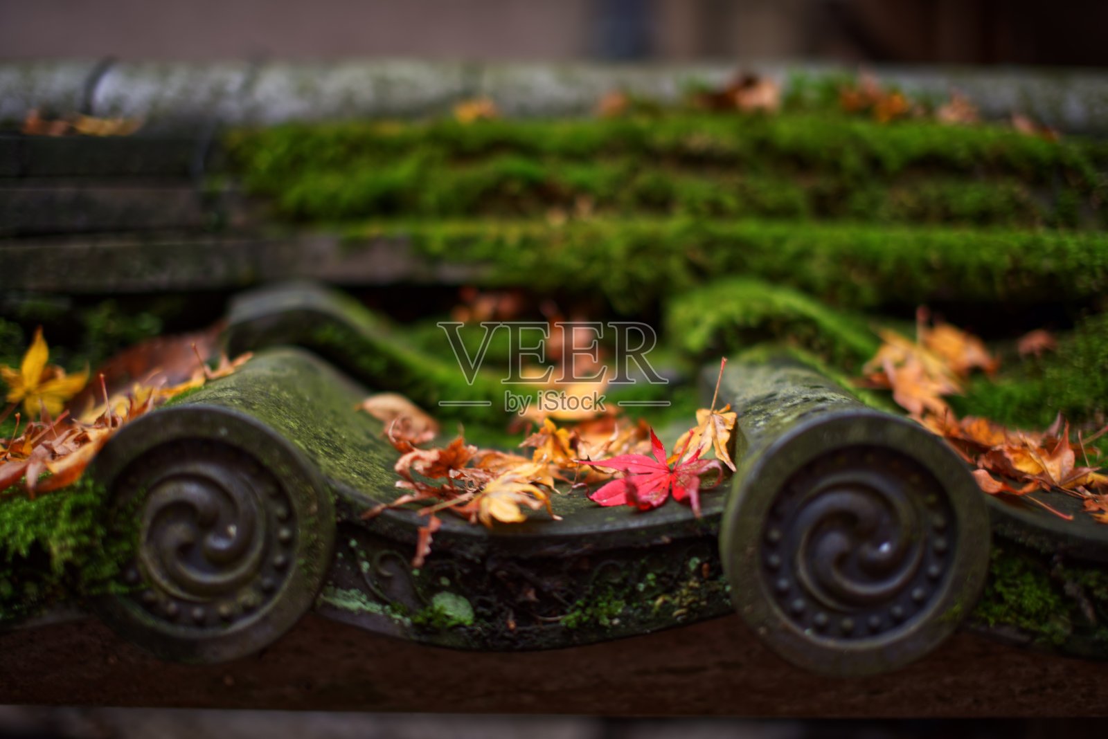 秋天照片摄影图片