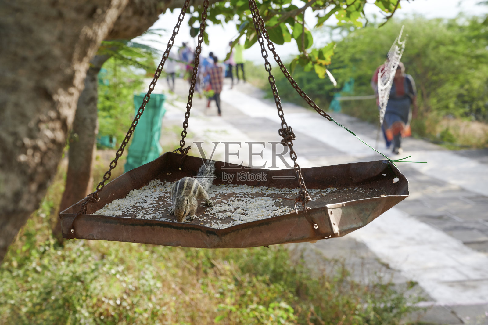 喂食盘的Shatrunjaya山的办法照片摄影图片