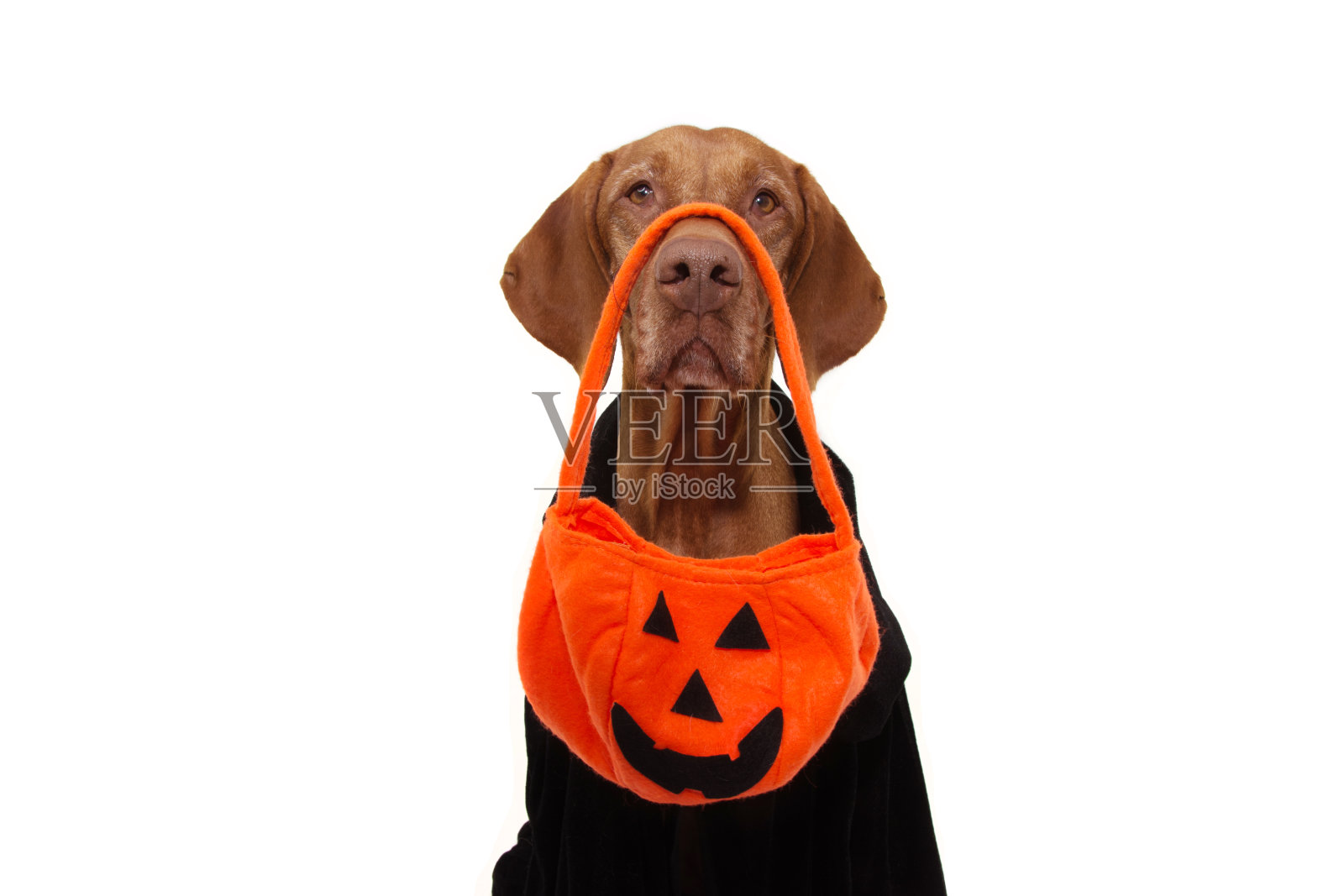 狗万圣节trick or treat用南瓜袋和黑色的衣服。孤立在白色背景上。照片摄影图片