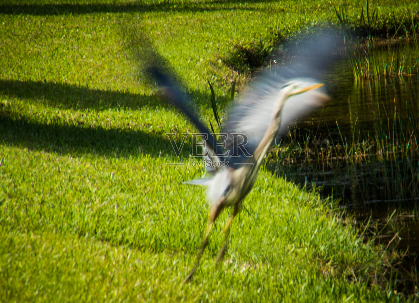 西南佛罗里达州- 2019照片摄影图片