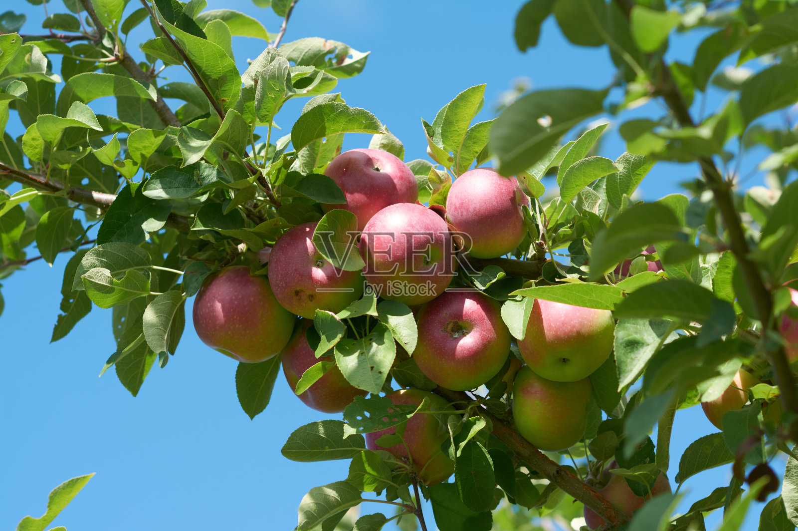 一串苹果3照片摄影图片