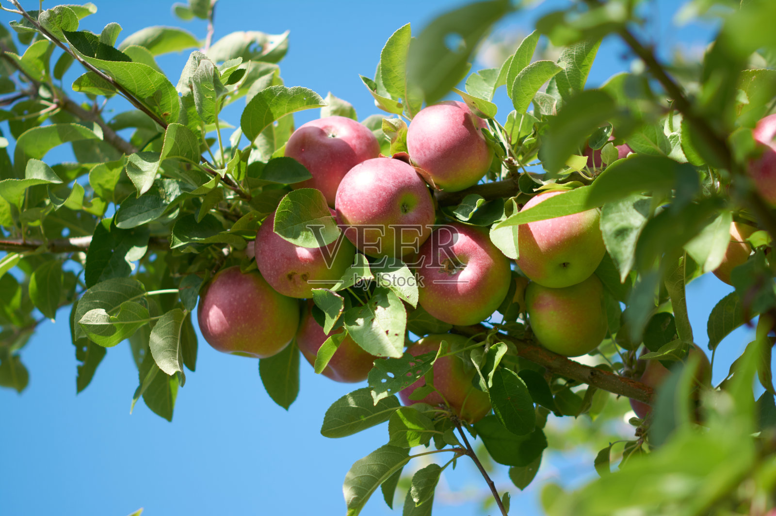 一串苹果照片摄影图片