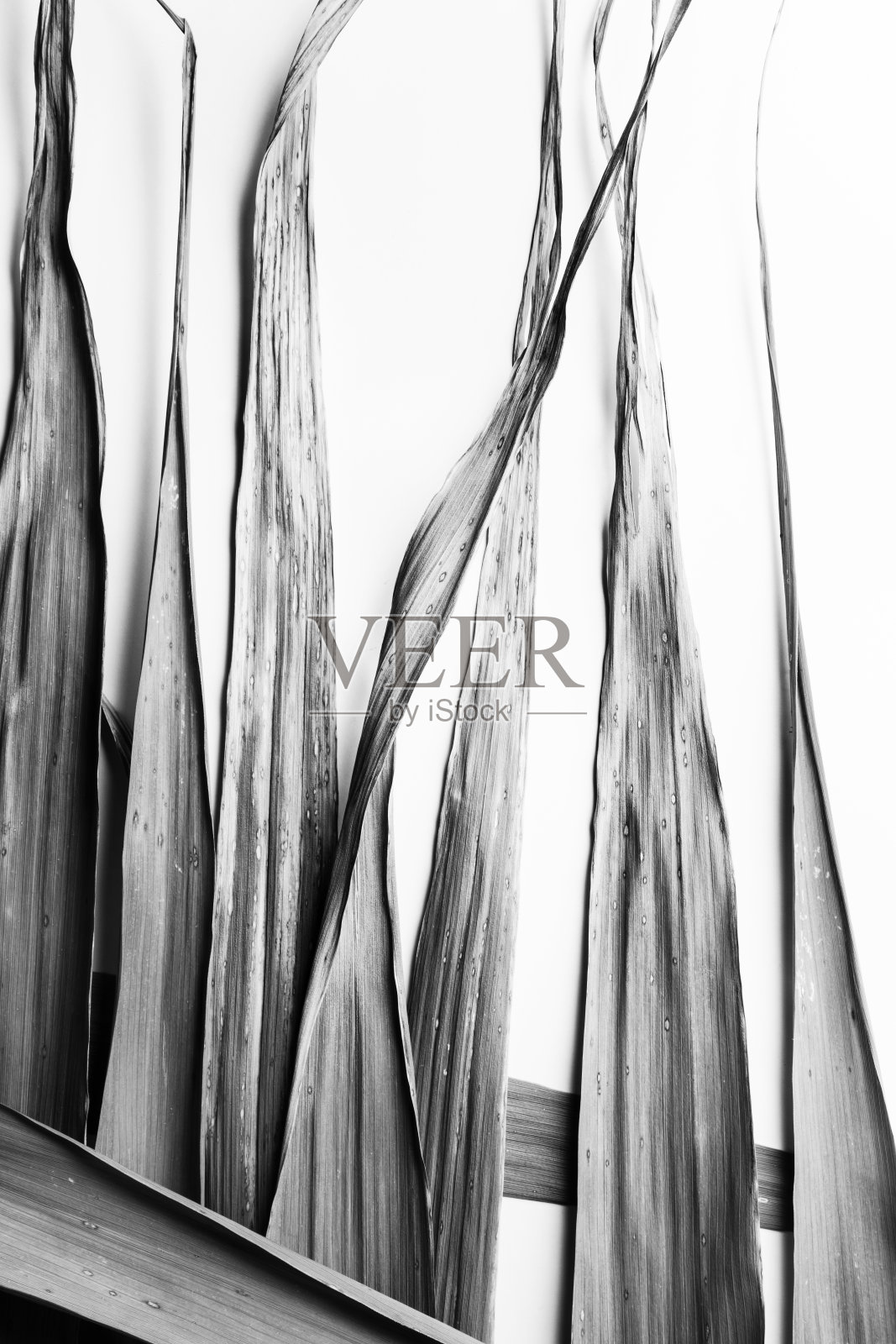 有机抽象的黑白竹叶照片摄影图片