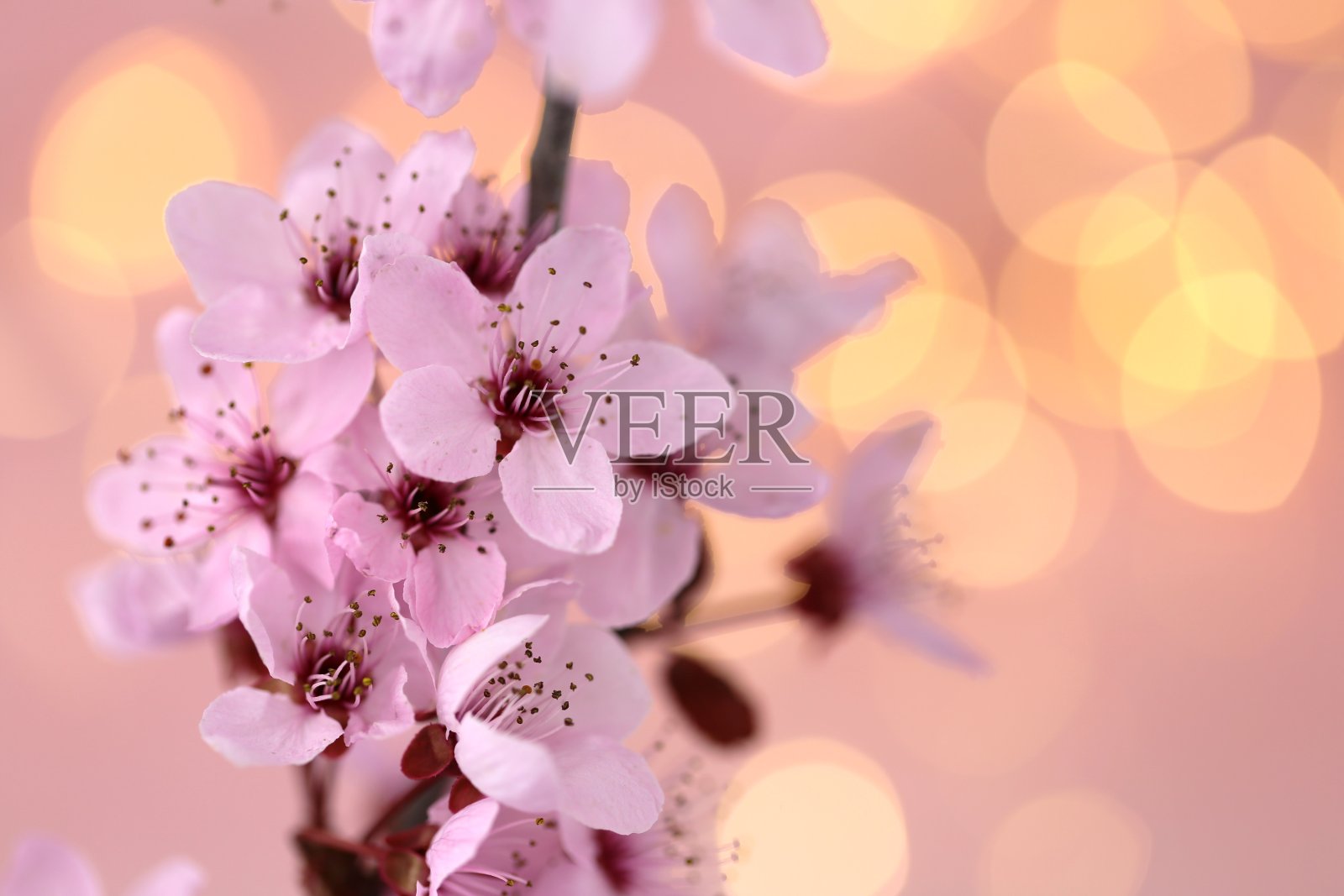 樱花宏。春天的花的背景。盛开的樱桃特写在粉红色精致的背景与黄色的散景。副本的空间。小枝的樱花。粉色自然开花背景照片摄影图片