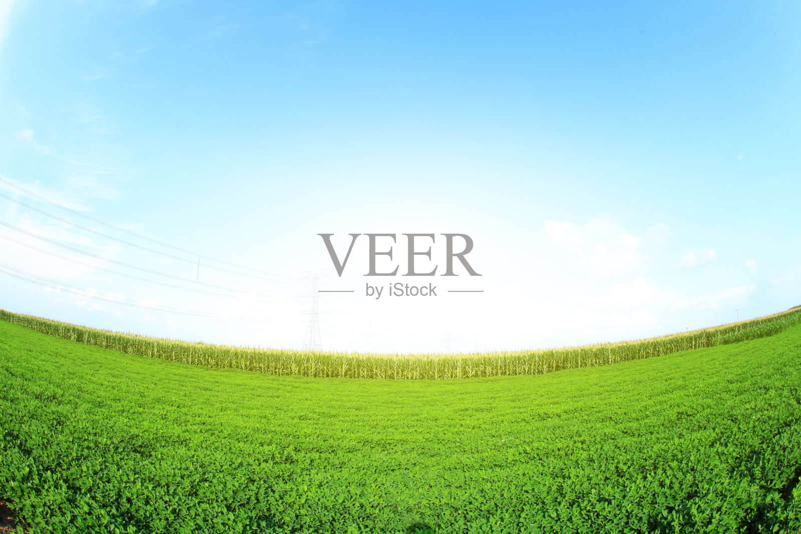 花生田照片摄影图片