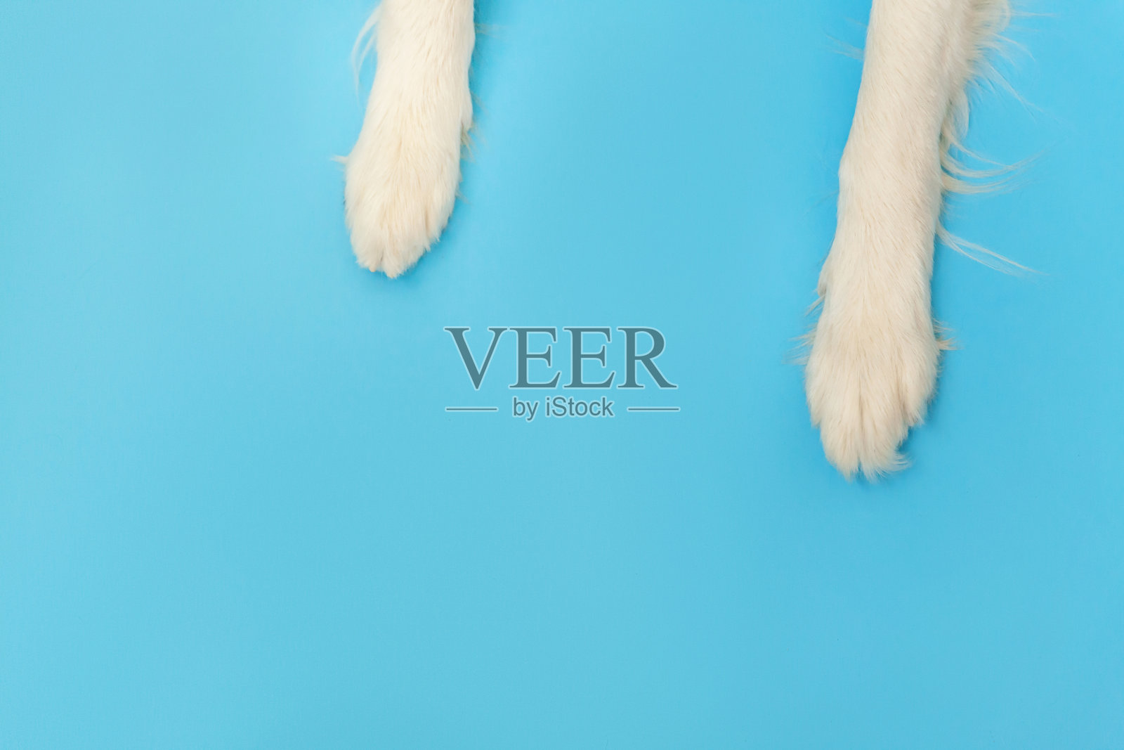 有趣的小狗狗边境牧羊犬的爪子靠近孤立的蓝色背景。宠物护理和动物概念。狗脚腿顶视图。平铺复制空间的文本照片摄影图片
