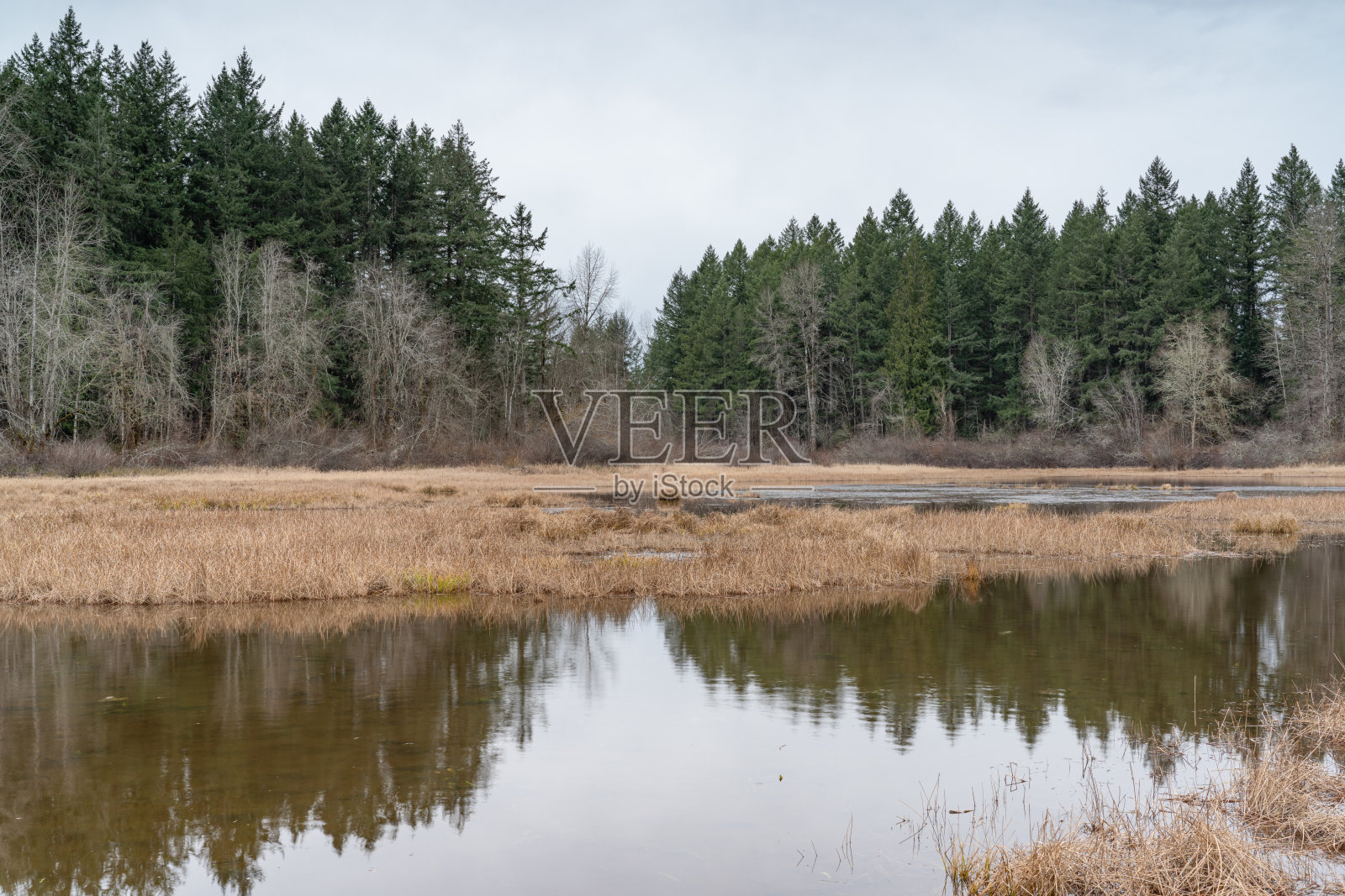 草地湖，湿地地区，奥林匹亚华盛顿照片摄影图片