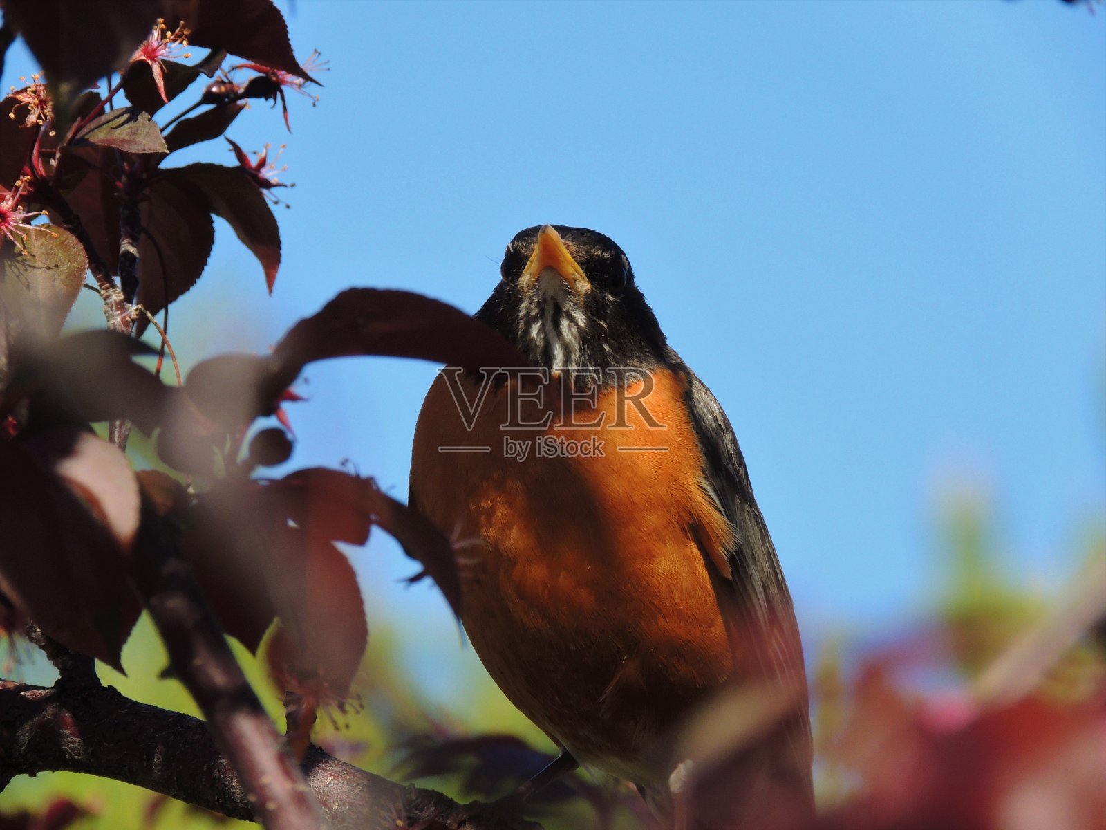 美国罗宾照片摄影图片