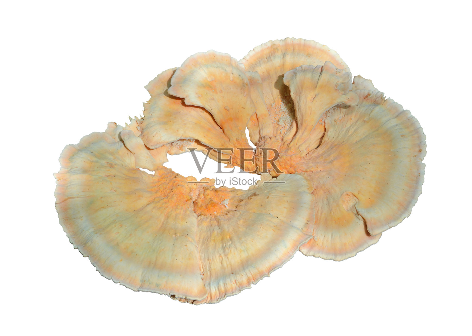 可食用蘑菇（硫色多孔菌）5照片摄影图片