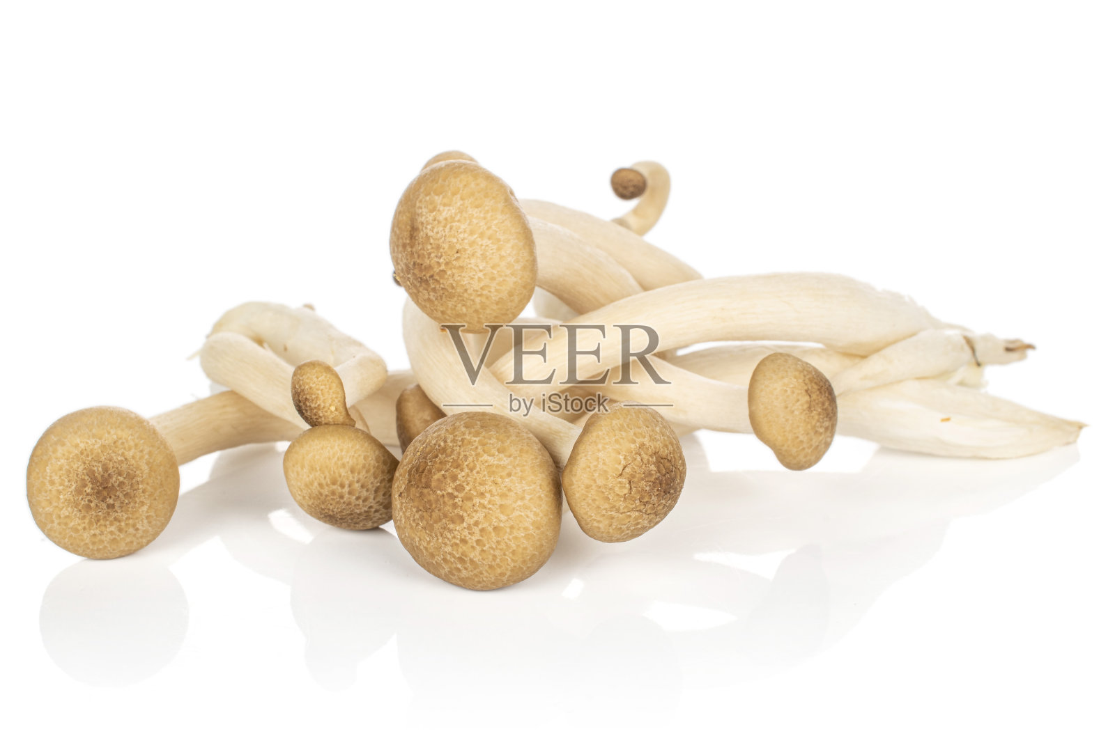 棕色shimeji蘑菇孤立在白色上照片摄影图片