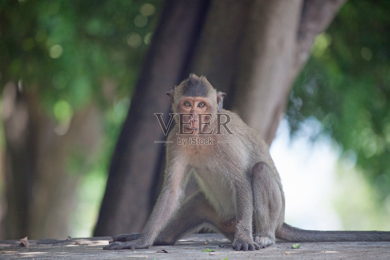 可爱的猴子照片摄影图片