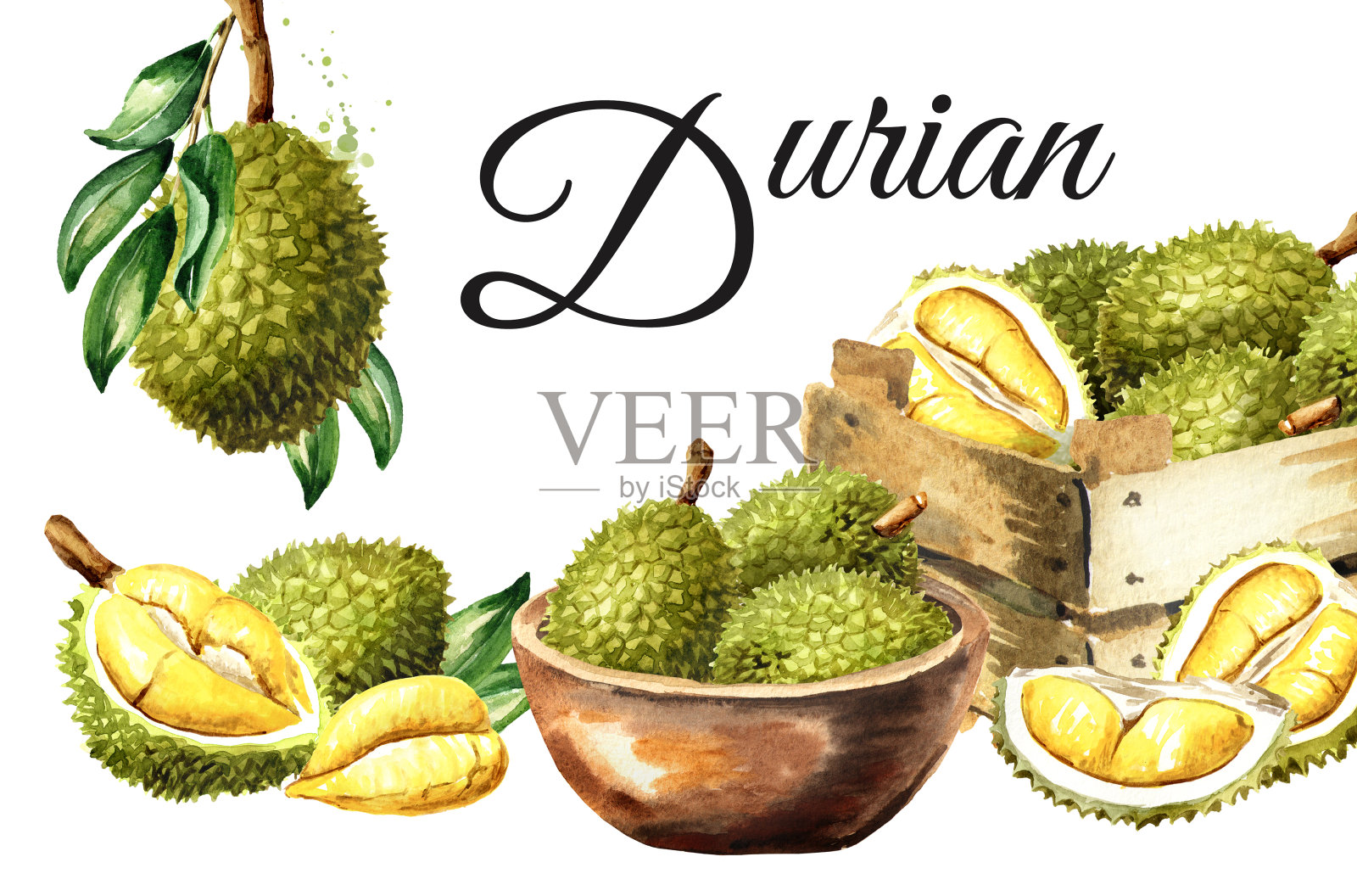 榴莲的名片。水彩手绘插图孤立的白色背景插画图片素材