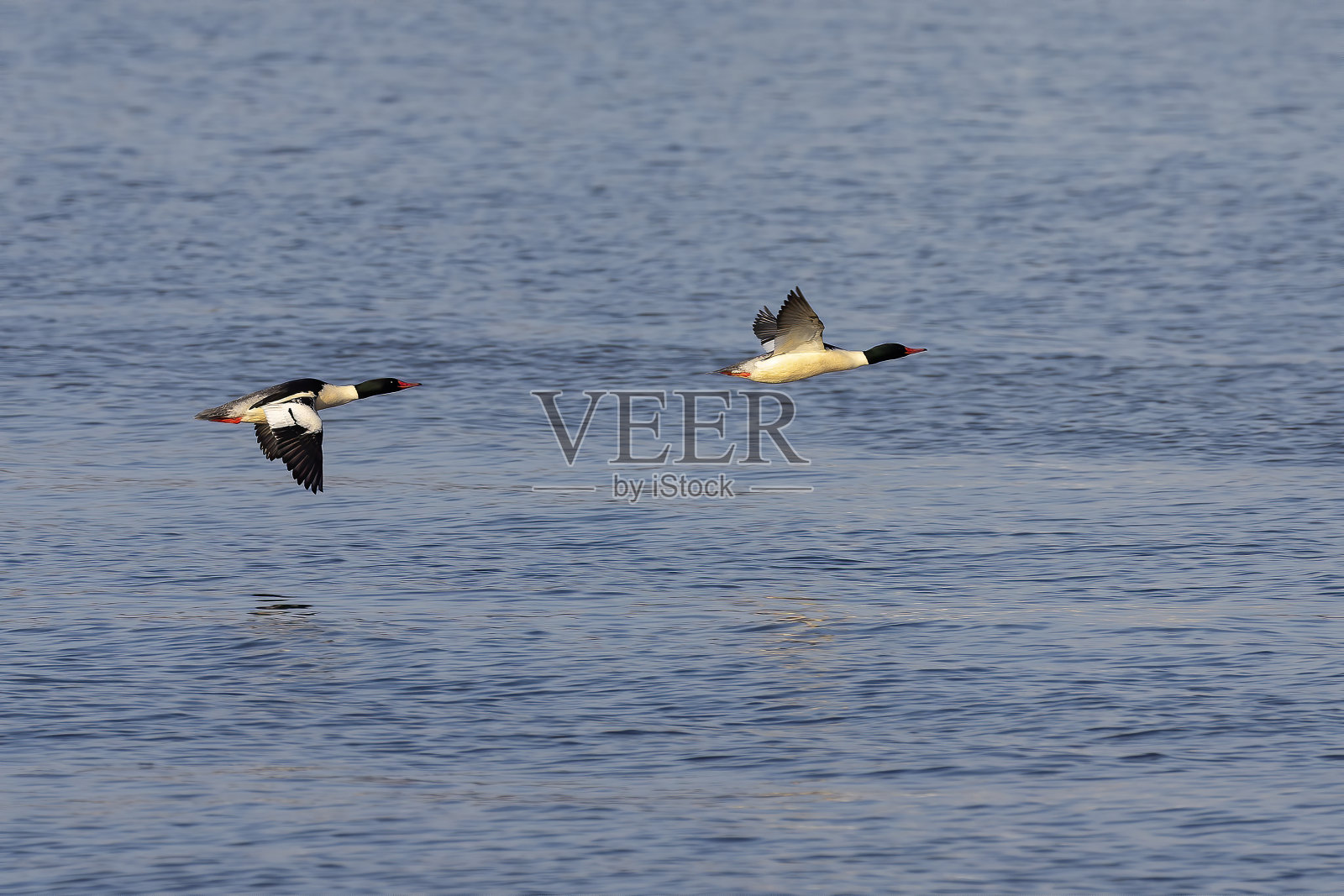 从北方迁徙而来的一种常飞的秋镜鸟(秋镜鸟)。照片摄影图片