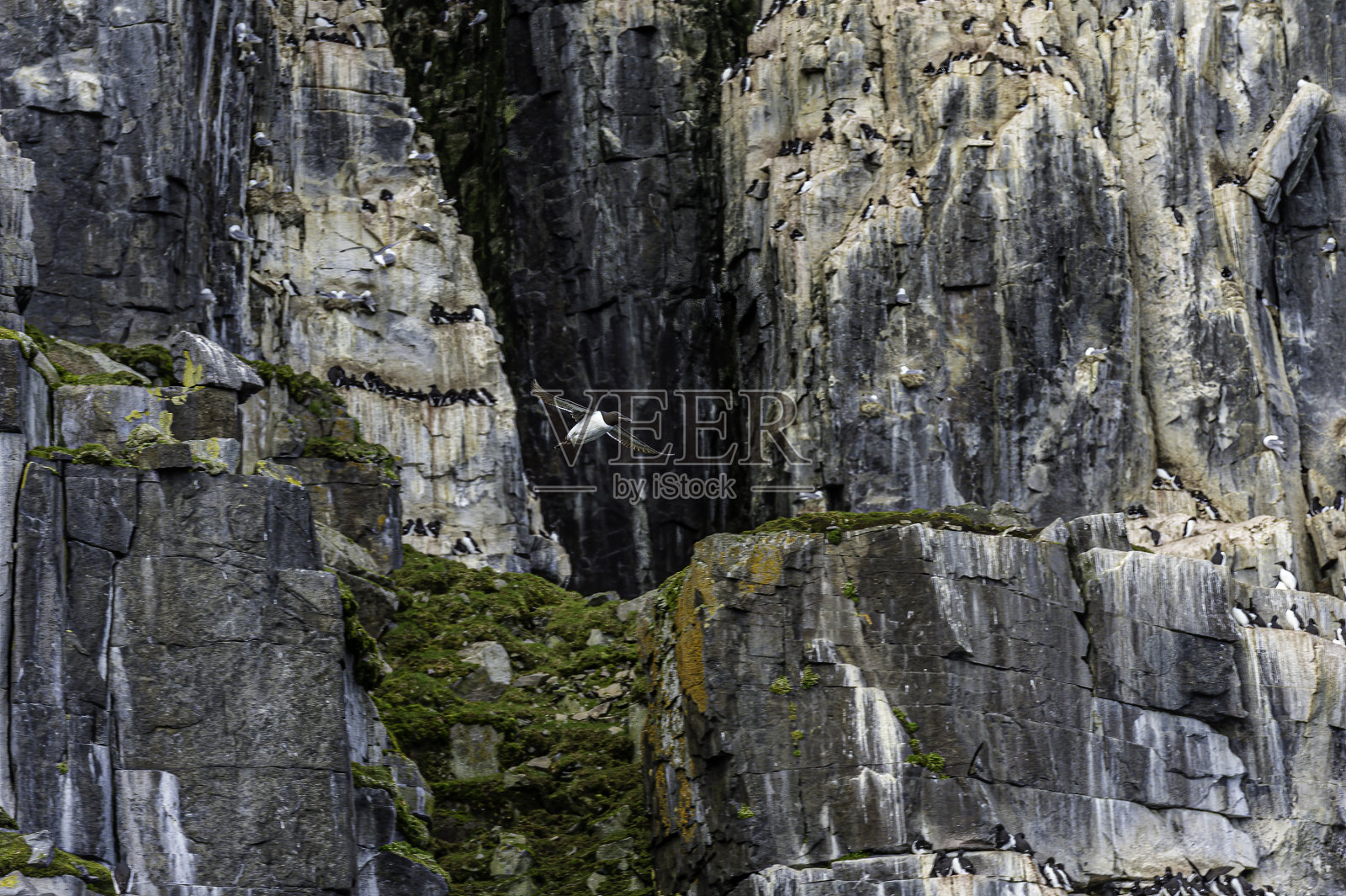 在斯瓦尔巴群岛的阿尔克夫杰莱鸟崖上的厚嘴海鸦照片摄影图片