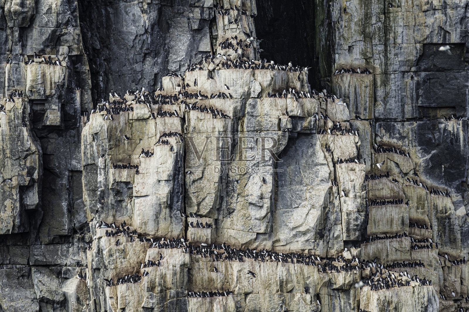在斯瓦尔巴群岛的阿尔克夫杰莱鸟崖上的厚嘴海鸦照片摄影图片