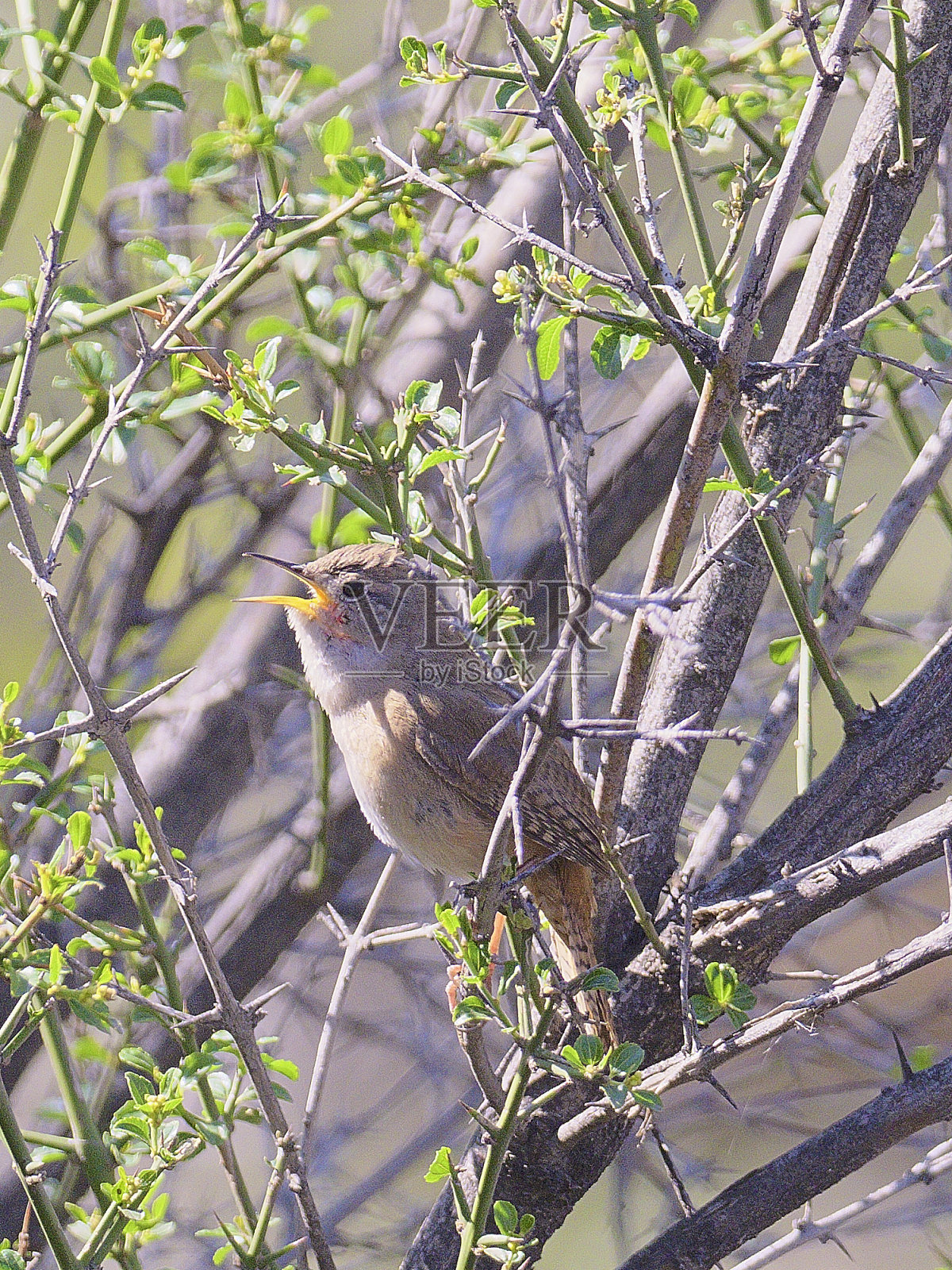智利中部，一只雄性南方家鹪鹩在唱歌照片摄影图片