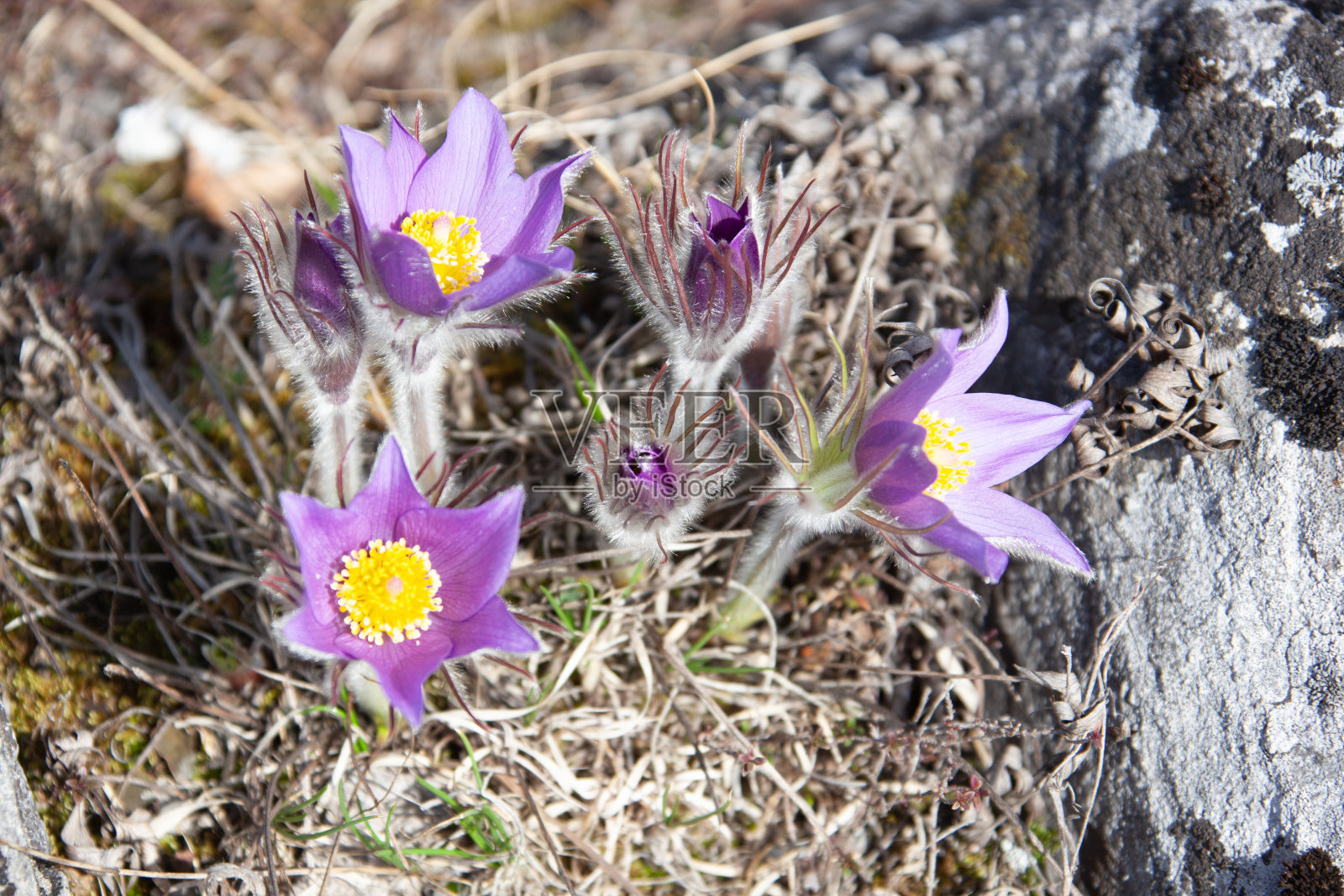 阿尔泰美丽的花朵，平静放松的自然背景。照片摄影图片
