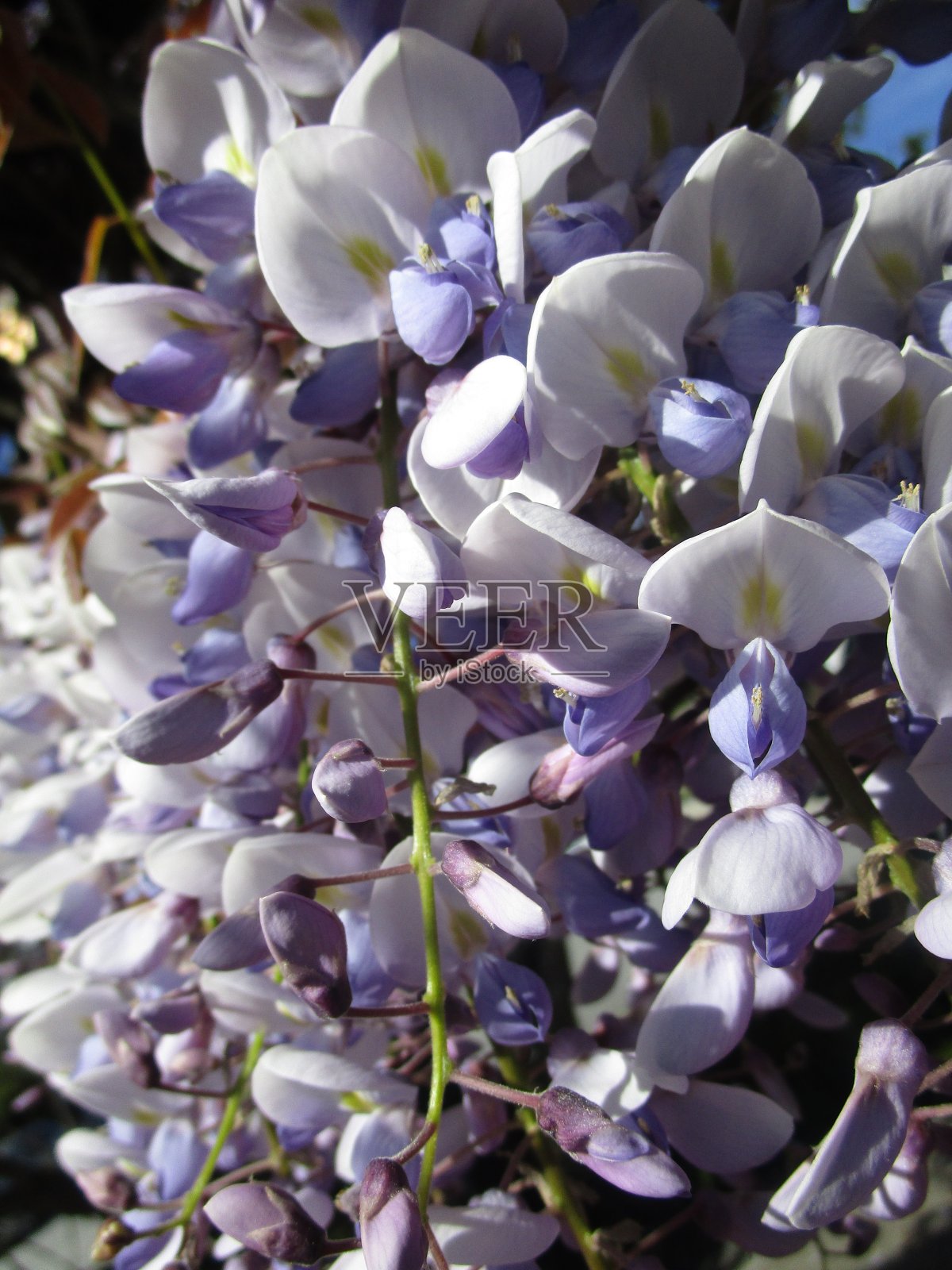 可爱的日本紫藤花2019照片摄影图片