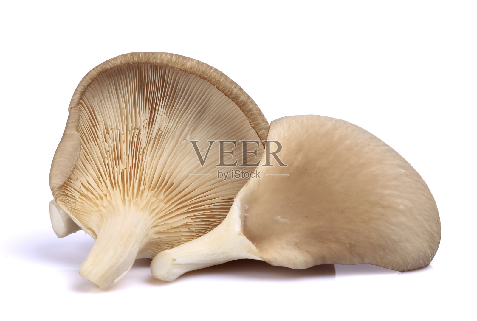 蘑菇:白背景上分离的平菇照片摄影图片