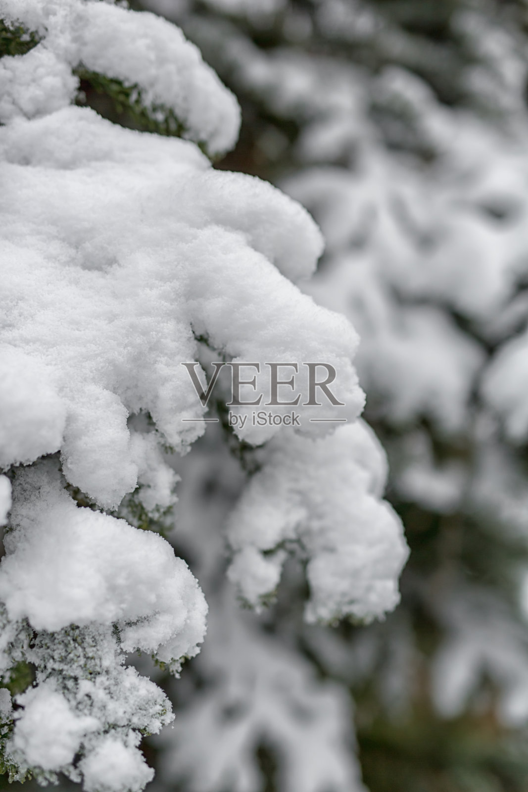 冬天白雪皑皑，枝繁叶茂。照片摄影图片