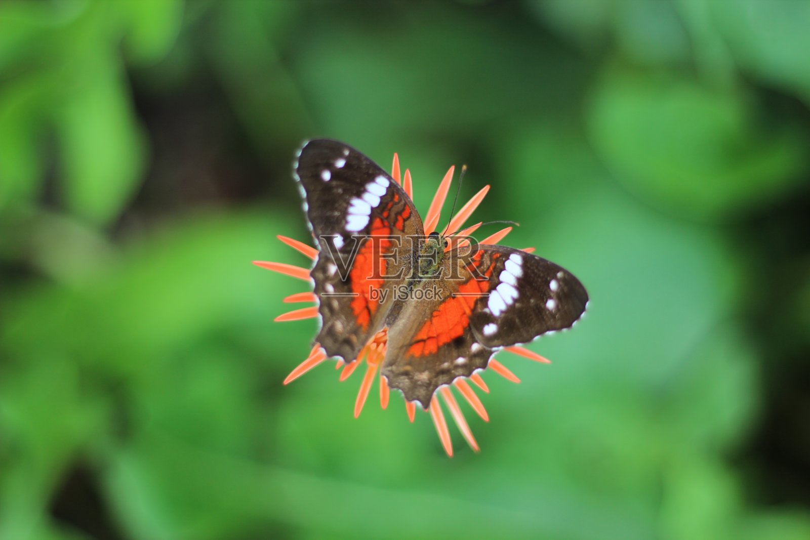 蝴蝶和花朵照片摄影图片